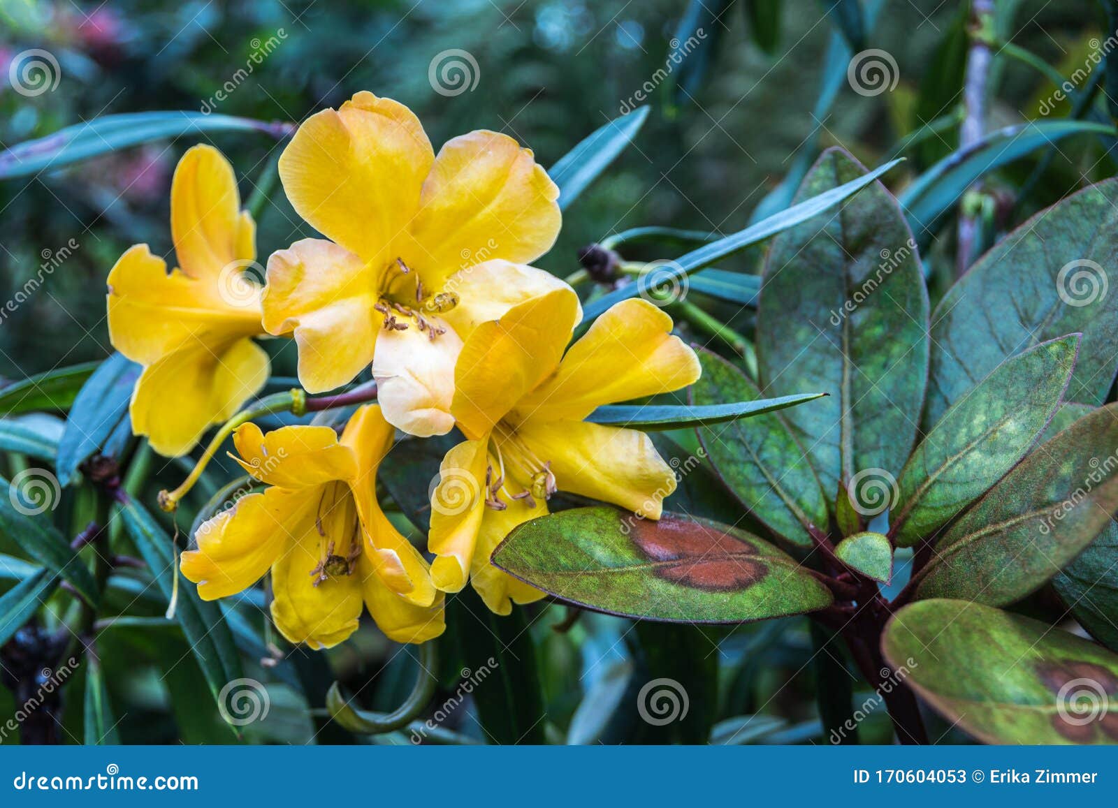 Flor Amarilla Con 5 Pétalos Imagen de archivo - Imagen de hermoso,  travieso: 170604053