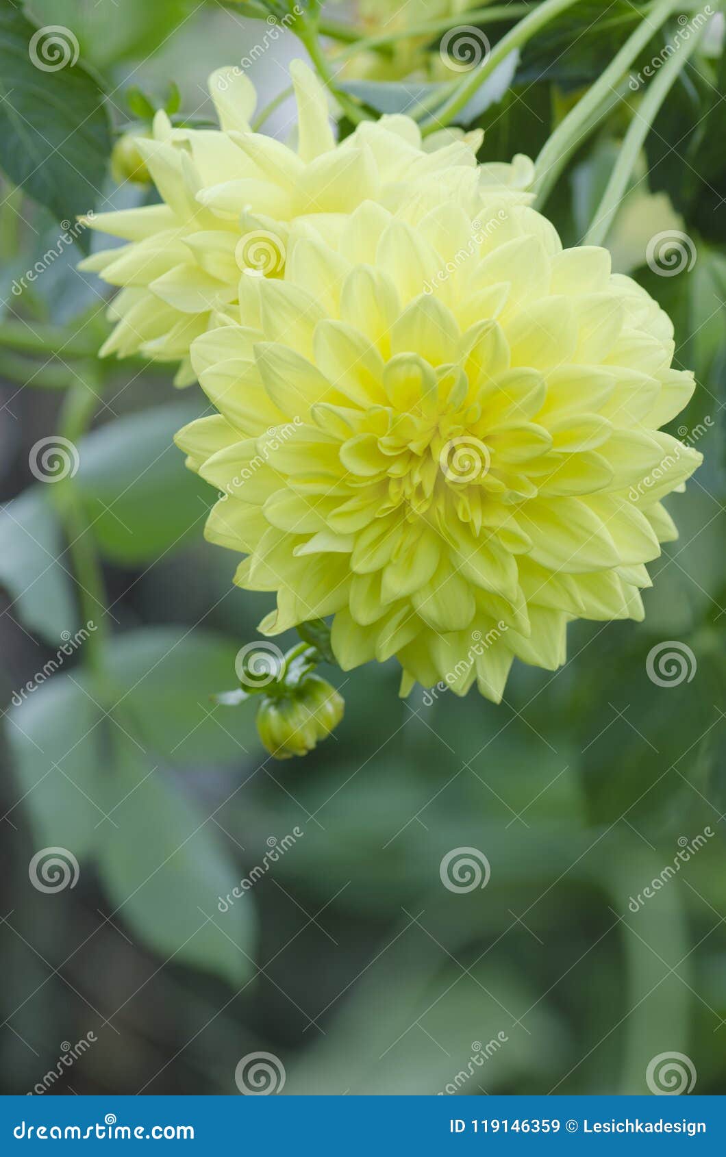 Flor Amarilla De La Dalia Flor Amarilla De La Dalia En Jardín Imagen de  archivo - Imagen de floral, colorido: 119146359