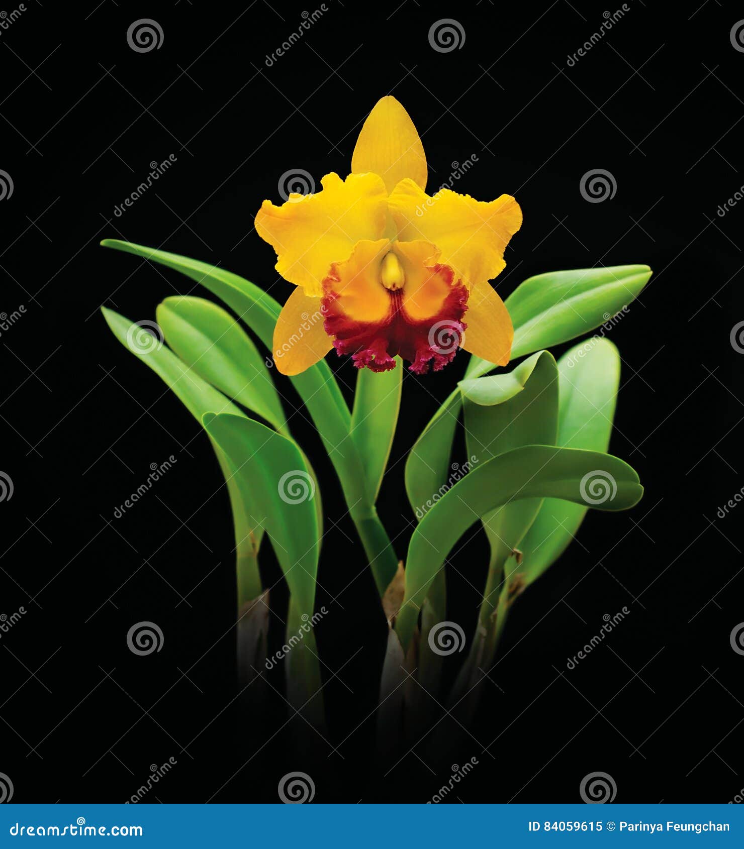 Flor Amarilla De La Orquídea Del Cattleya En Negro Imagen de archivo -  Imagen de belleza, planta: 84059615