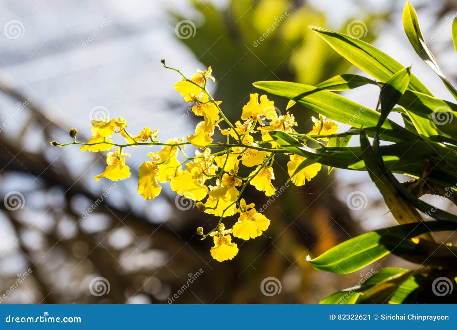 Flor Amarilla De La Orquídea Del Oncidium Con La Luz Del Sol Imagen de  archivo - Imagen de planta, flora: 82322621