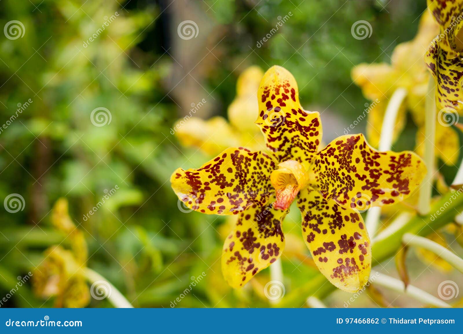 207 Orquídeas Del Tigre Fotos de stock - Fotos libres de regalías de  Dreamstime
