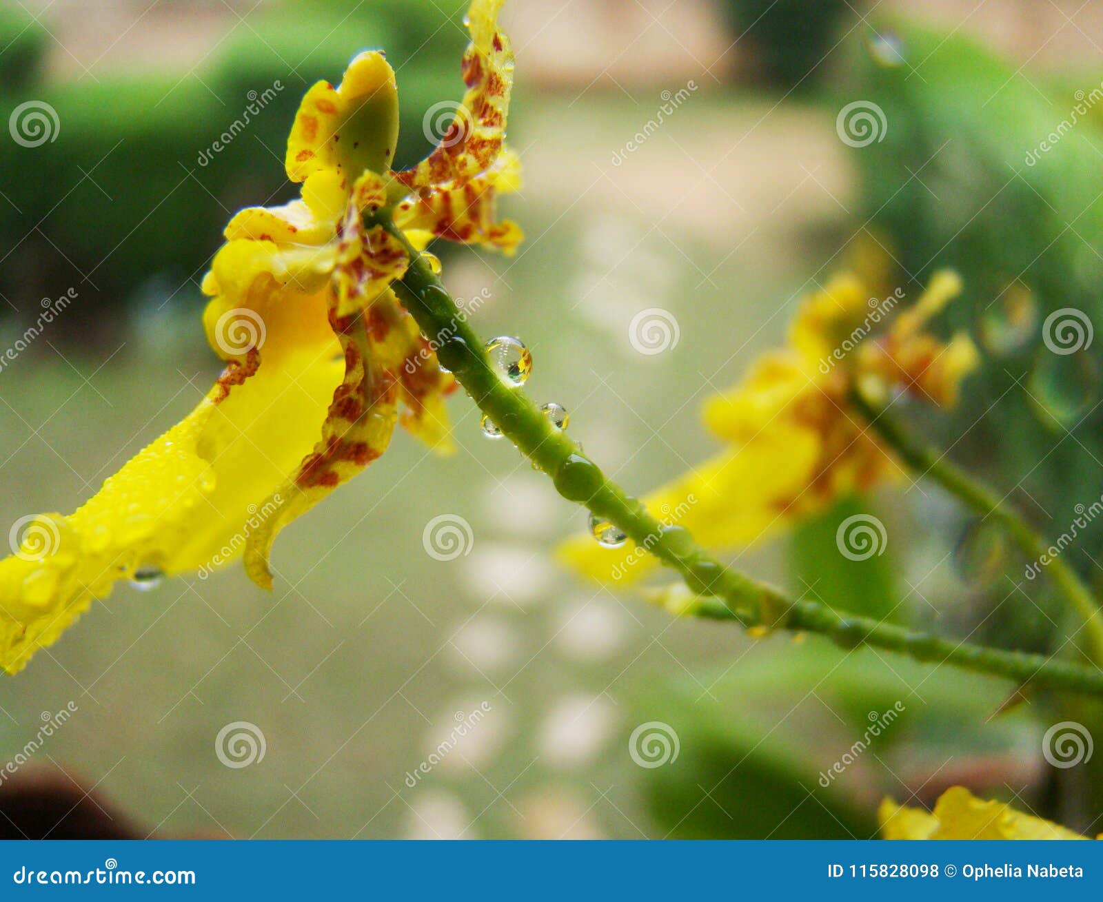 Flor Amarilla De La Orquídea Del Tigre O Flor Del Leopardo, En Un Jardín  Tropical Después De La Lluvia Foto de archivo - Imagen de flor, travieso:  115828098