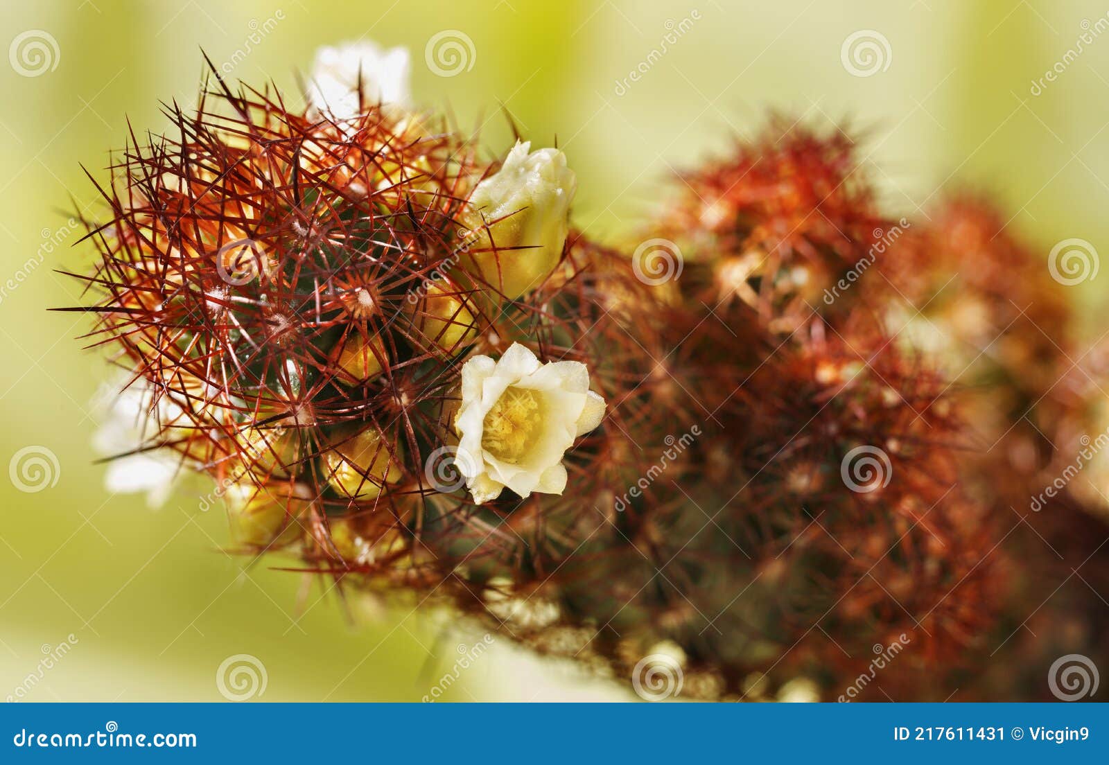 Flor Amarilla De Ladyfinger Cactus Imagen de archivo - Imagen de cactos,  espinoso: 217611431