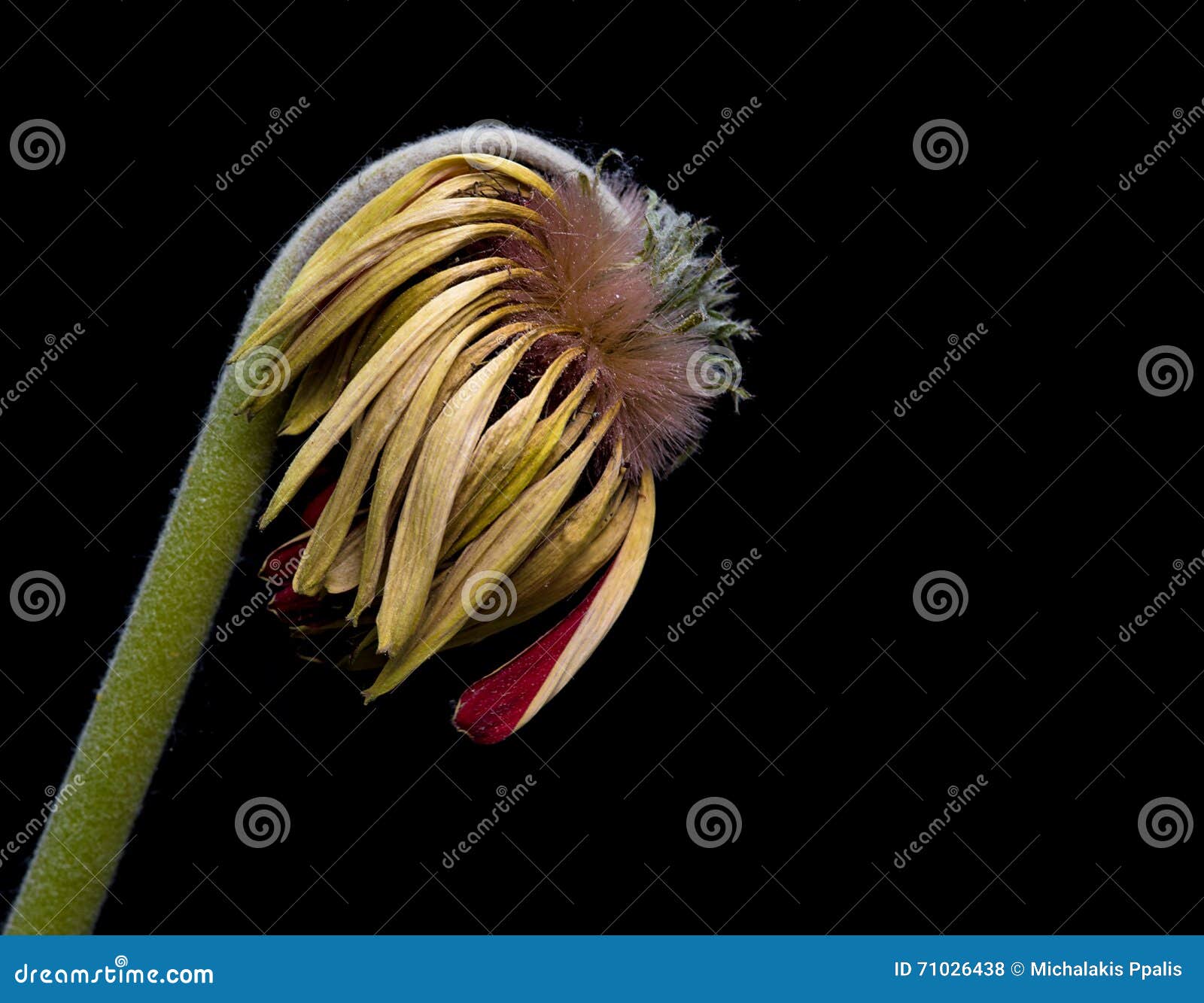 Flor Amarilla De Muerte De La Dalia Foto de archivo - Imagen de dalia,  fondo: 71026438, image size:1600x1333