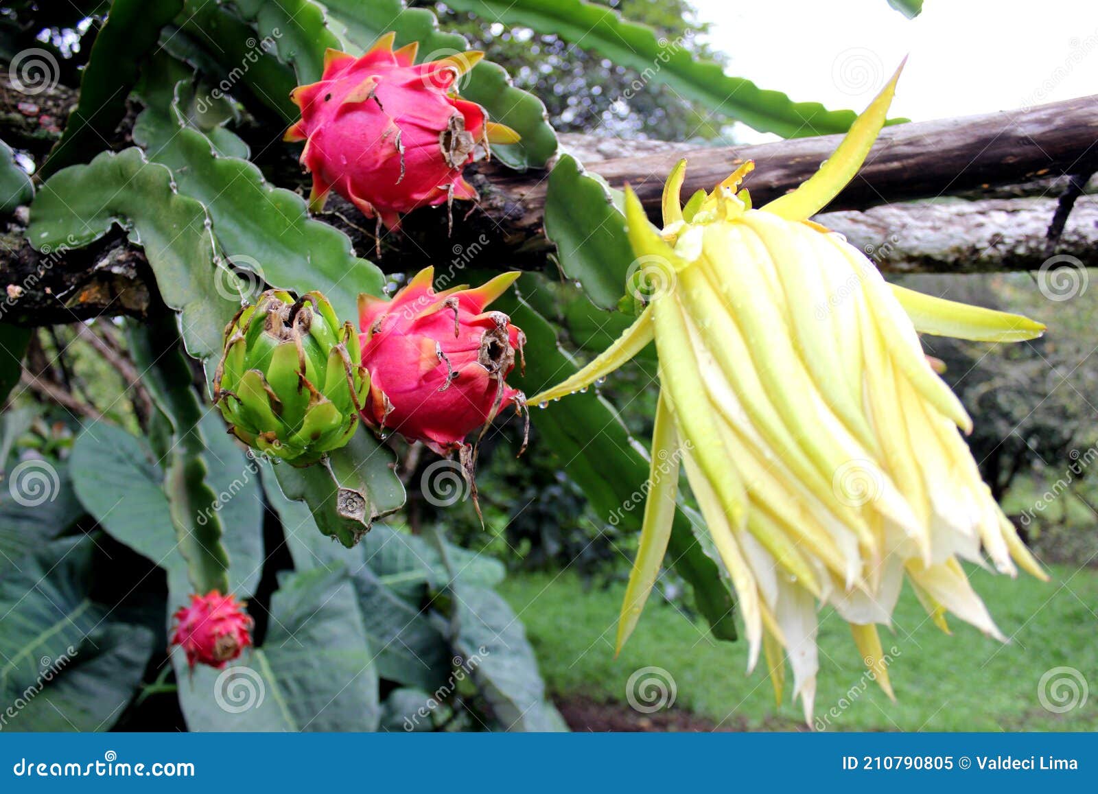 Flor Amarilla De Pitaya Planta Fruto De Dragón En Tallos Vegetales Con  Frutos Verdes Y Rojos Agricultura Alimentaria. Imagen de archivo - Imagen  de delicioso, primer: 210790805