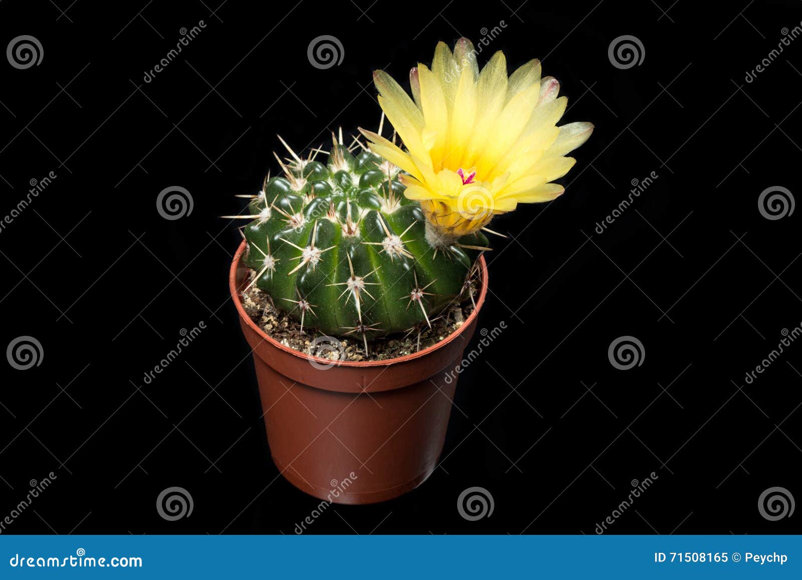 Flor amarilla del cactus imagen de archivo. Imagen de parte - 71508165