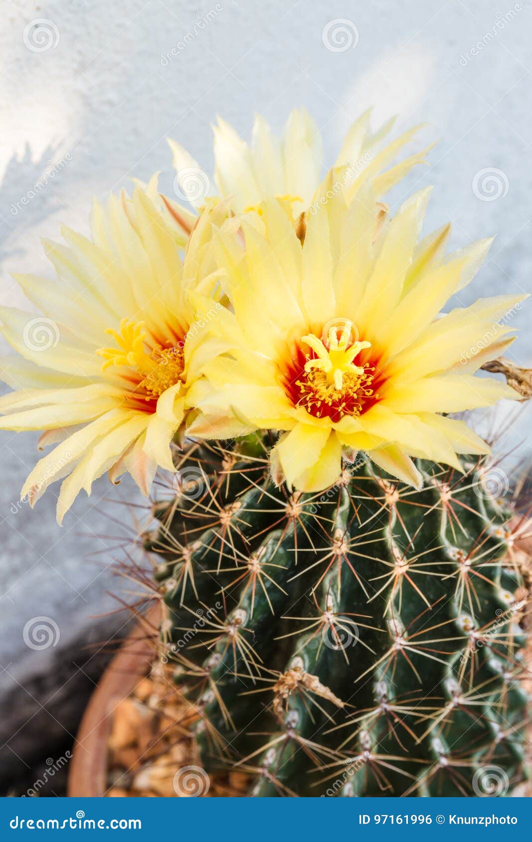 Flor amarilla del cactus foto de archivo. Imagen de pera - 97161996