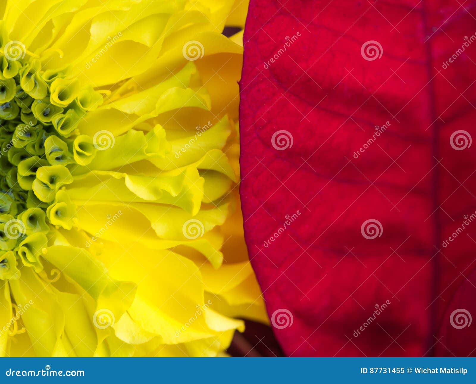 Flor Amarilla Del Calendula Y Hoja Roja Imagen de archivo - Imagen de  belleza, cosmos: 87731455