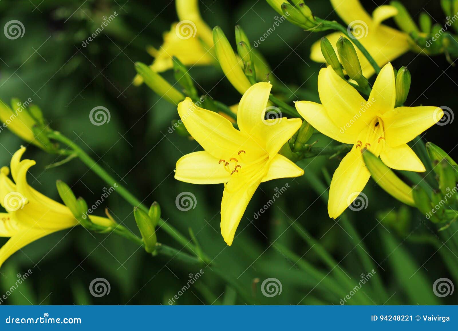 Flor Amarilla Del Lirio De Día O Floración Del Hemerocallis Imagen de  archivo - Imagen de exterior, primer: 94248221