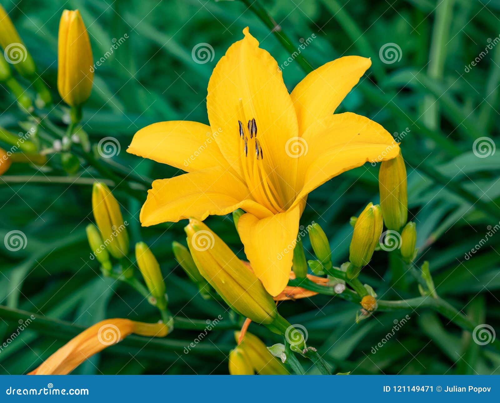 Flor Amarilla Del Lirio De Día O Floración Del Hemerocallis Imagen de  archivo - Imagen de fresco, floral: 121149471