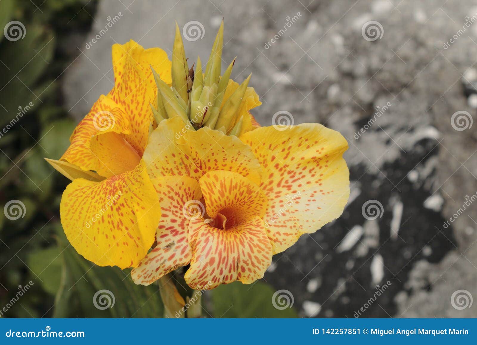 flor amarilla en un dÃÂ­a nublado