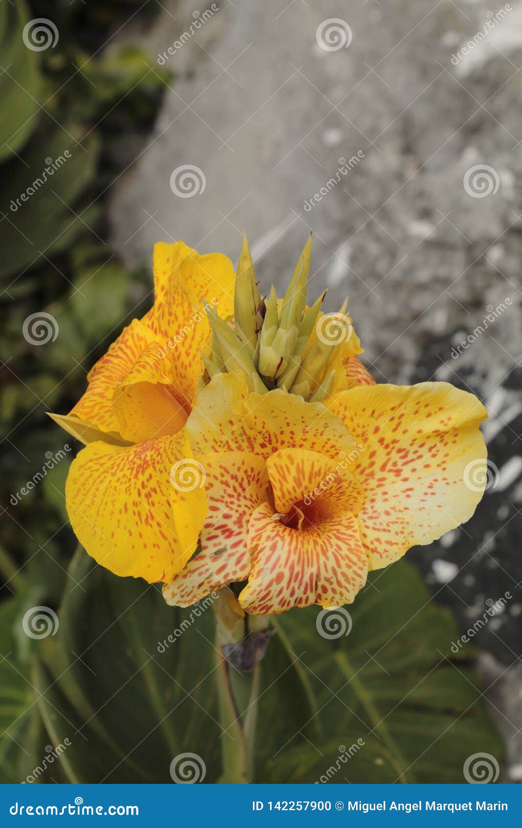 flor amarilla en un dÃÂ­a nublado, formato vetical