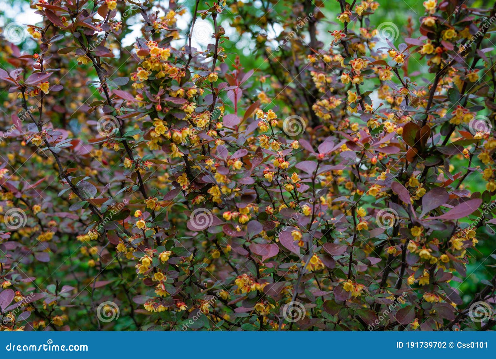 Flor Amarilla Floreciente Arbusto Con Hojas Moradas. Berberberis Ottawensis Auricoma Foto de archivo - Imagen de fragante, caricia: 191739702 Flor Amarilla Floreciente Arbusto Con Hojas Moradas. Berberberis Ottawensis Auricoma Foto de archivo - Imagen de fragante, caricia: 191739702