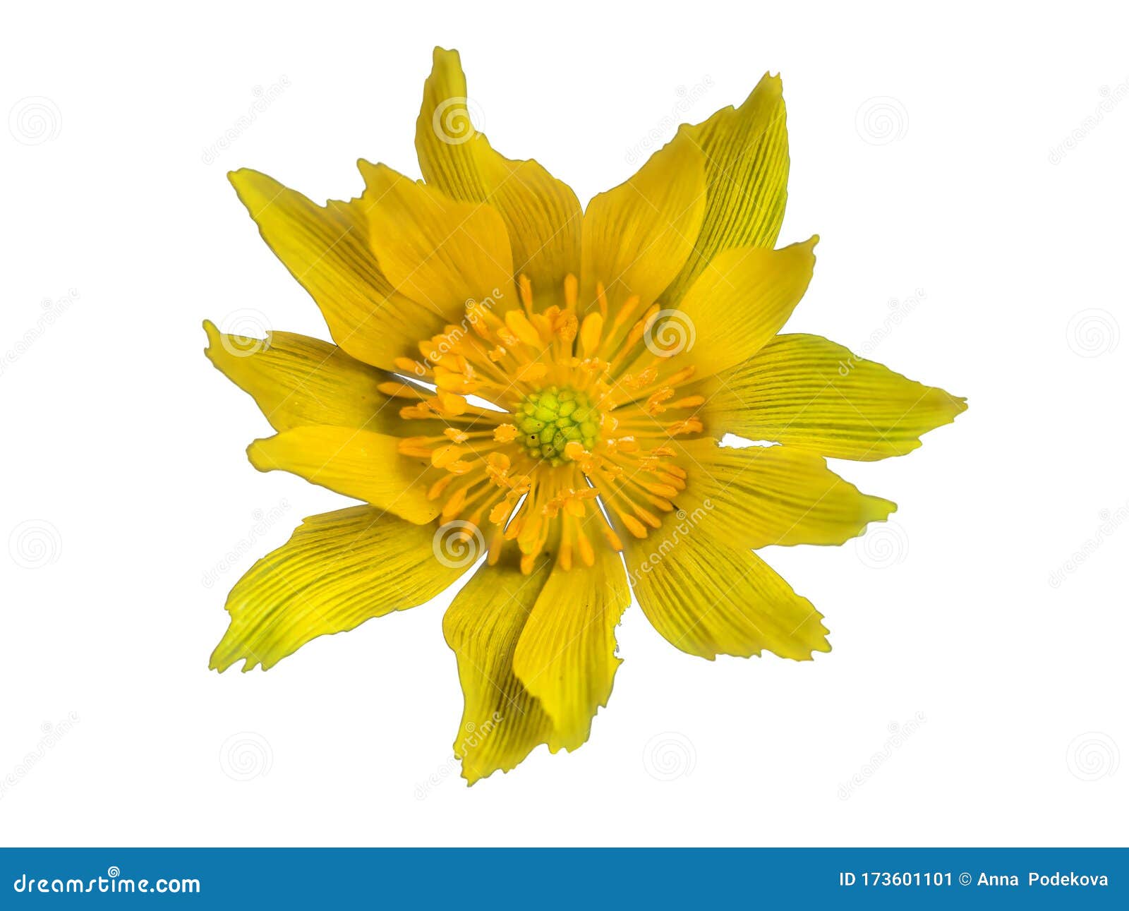 Flor Amarilla Sobre Fondo Transparente En El Archivo Png Adicional Imagen  de archivo - Imagen de extendido, bolas: 173601101