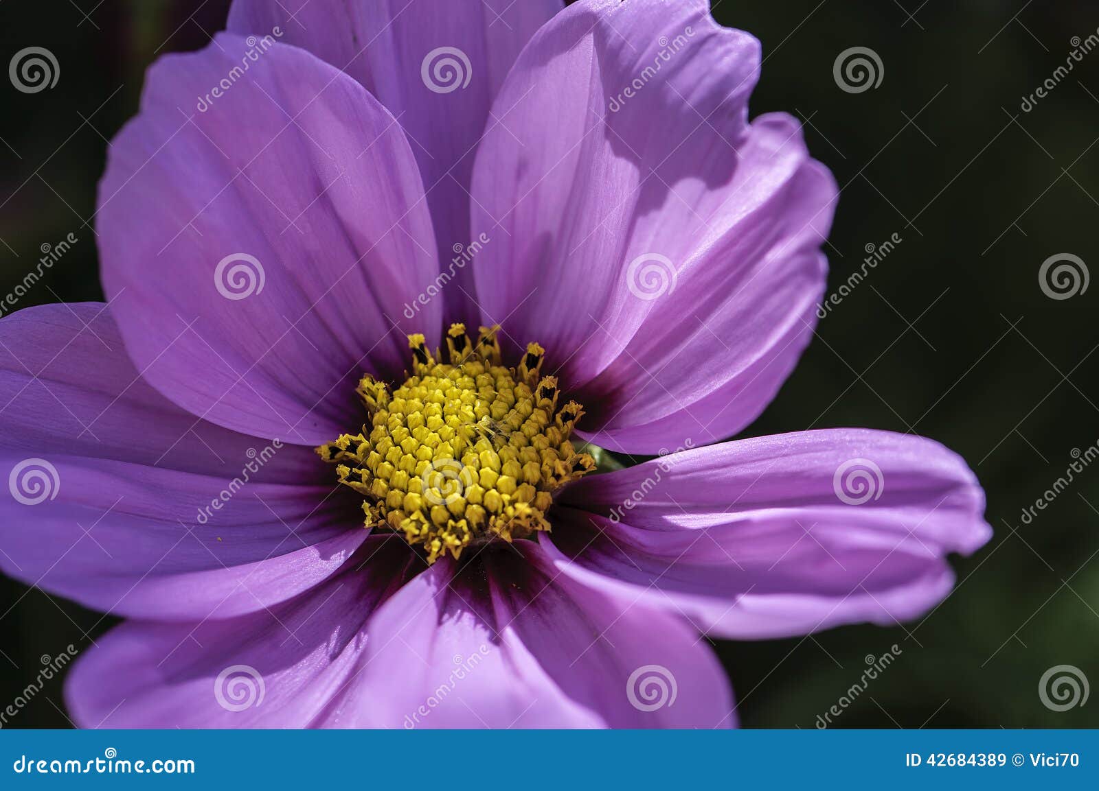 Flor amarilla y violeta imagen de archivo. Imagen de verano - 42684389
