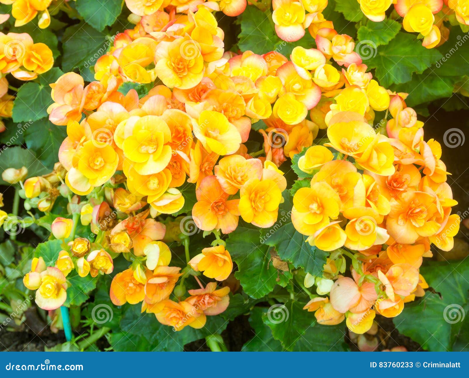 Flor Amarillo-naranja De La Begonia En Jardín Imagen de archivo - Imagen de  floral, color: 83760233