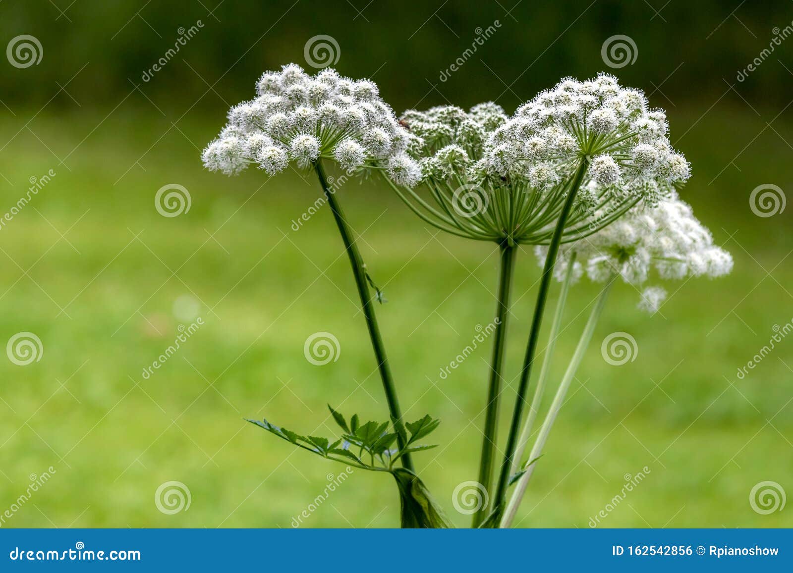 Flor Angelica Sylvestris En El Parque Vidarlundin En Las Islas Feroe Foto  de archivo - Imagen de bosque, flor: 162542856