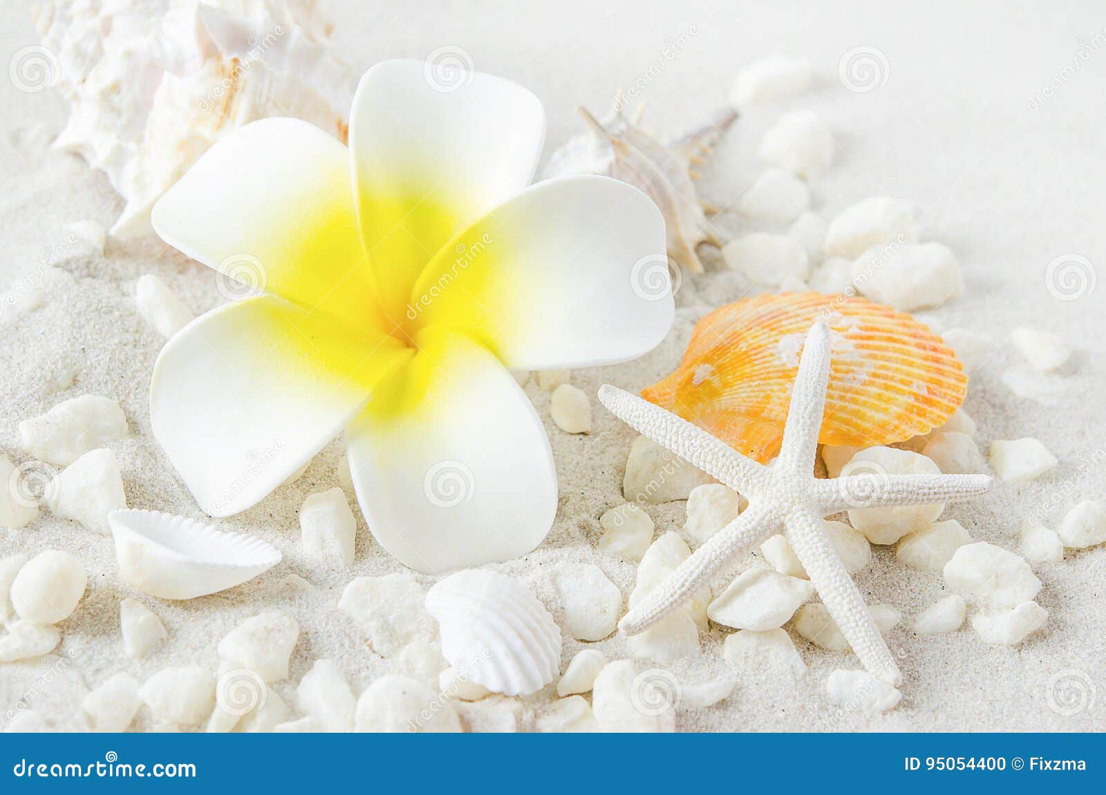 Flor Artificial Do Plumeria Com Estrela Do Mar E Conchas Do Mar No Branco  Foto de Stock - Imagem de grupo, projeto: 95054400