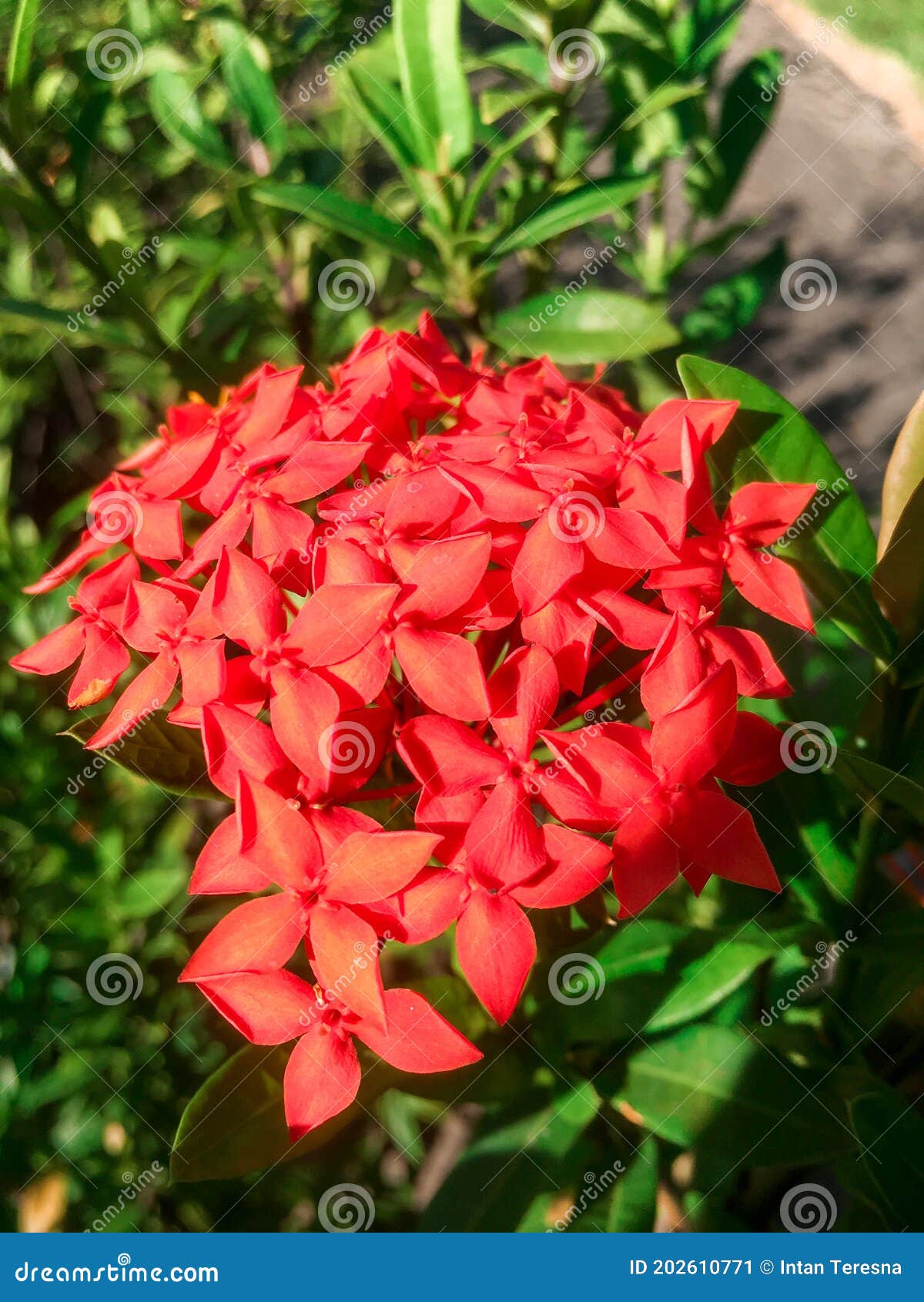 Flor ashoka roja imagen de archivo. Imagen de miel, flor - 202610771 Flor ashoka roja imagen de archivo. Imagen de miel, flor - 202610771