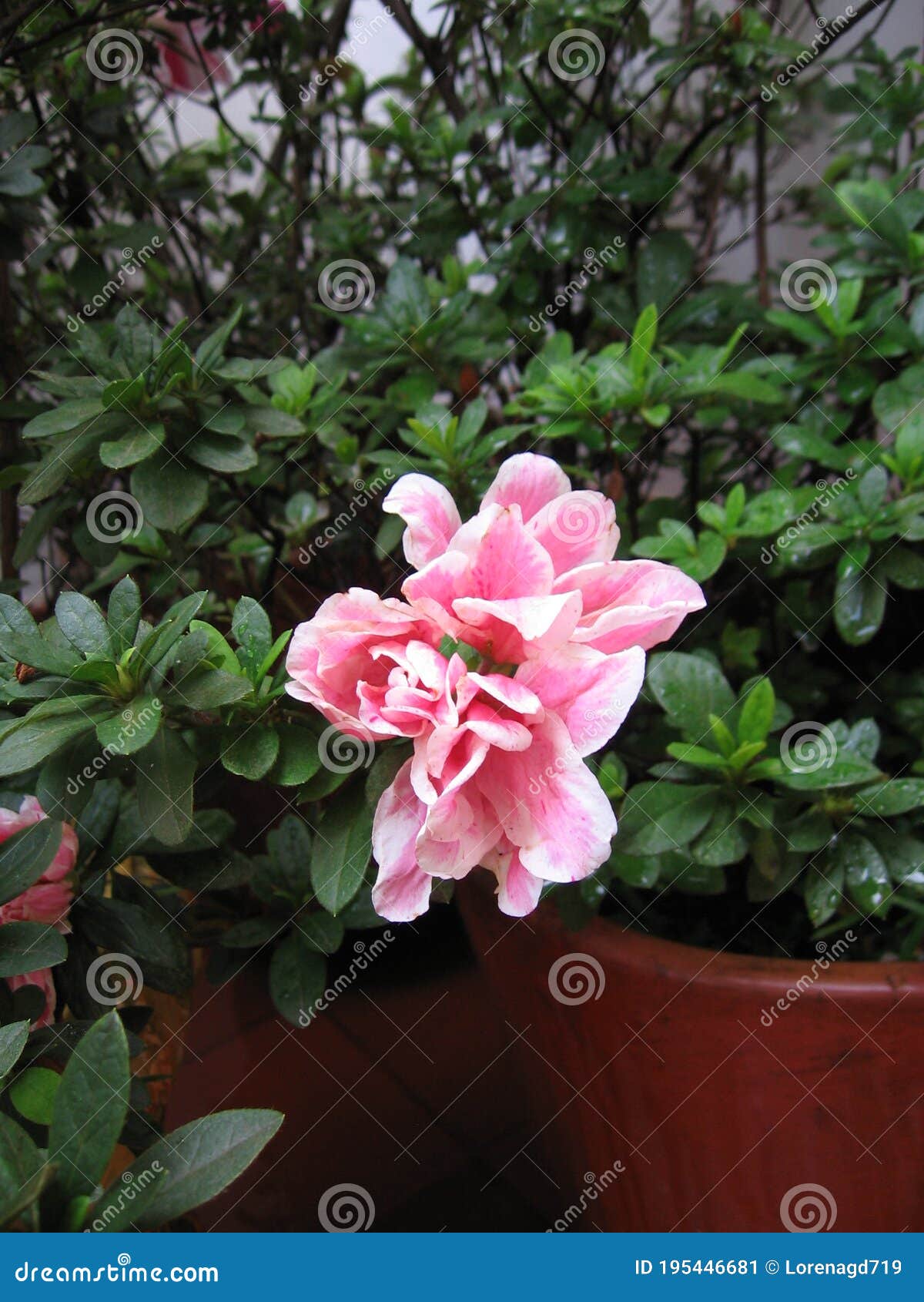 flor azalea