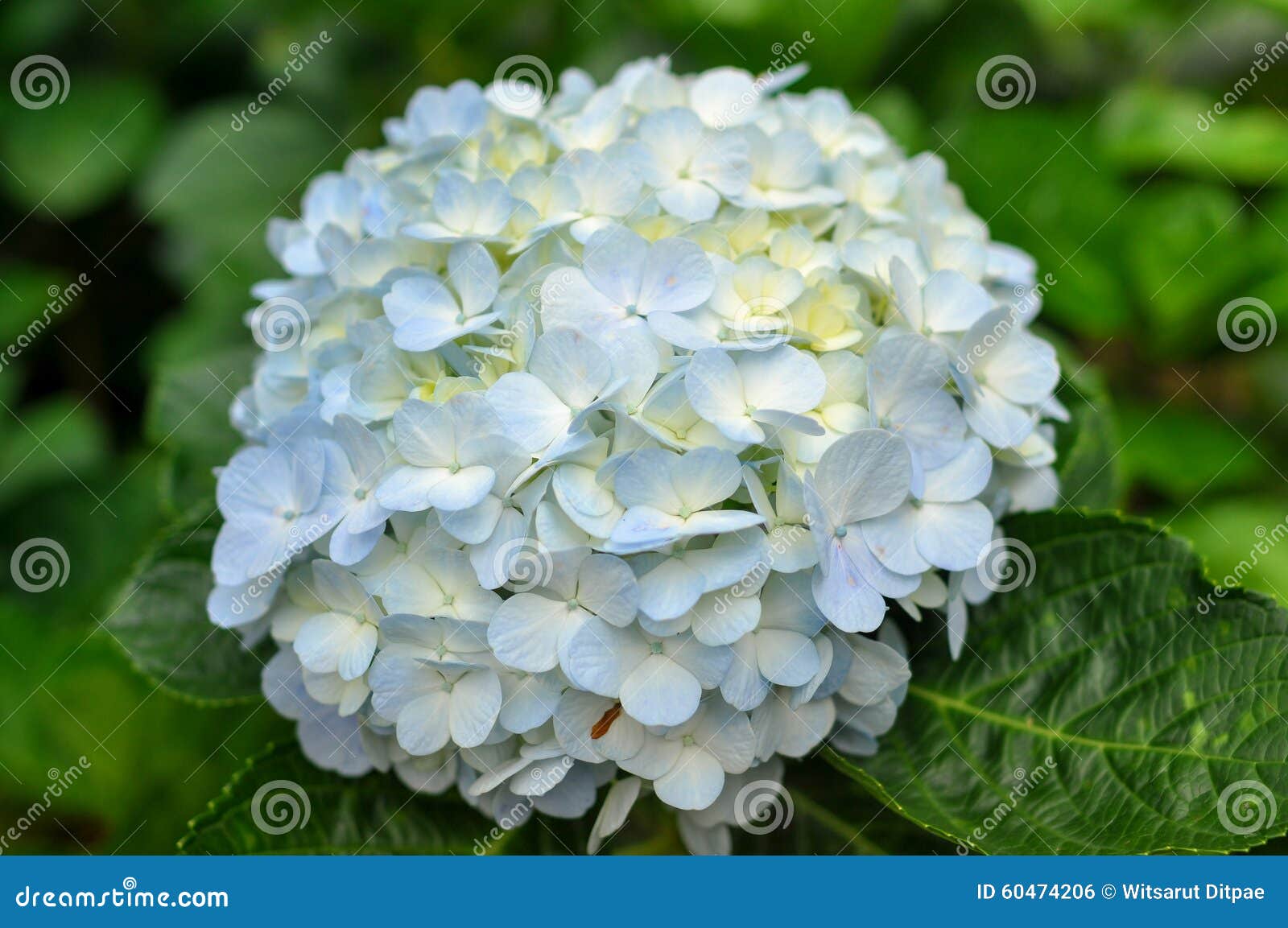 Flor Azul De La Hortensia Con Las Hojas Verdes Foto de archivo - Imagen de  retro, pétalo: 60474206