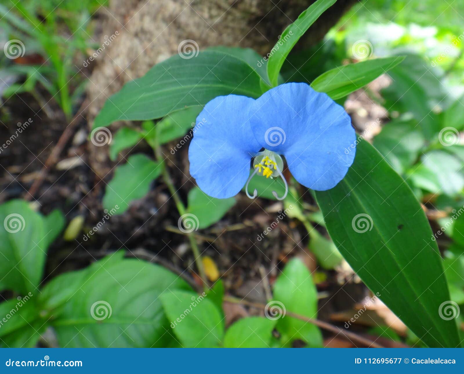 Flor Azul De La Planta Del Dayflower Imagen de archivo - Imagen de  membranoso, backyard: 112695677