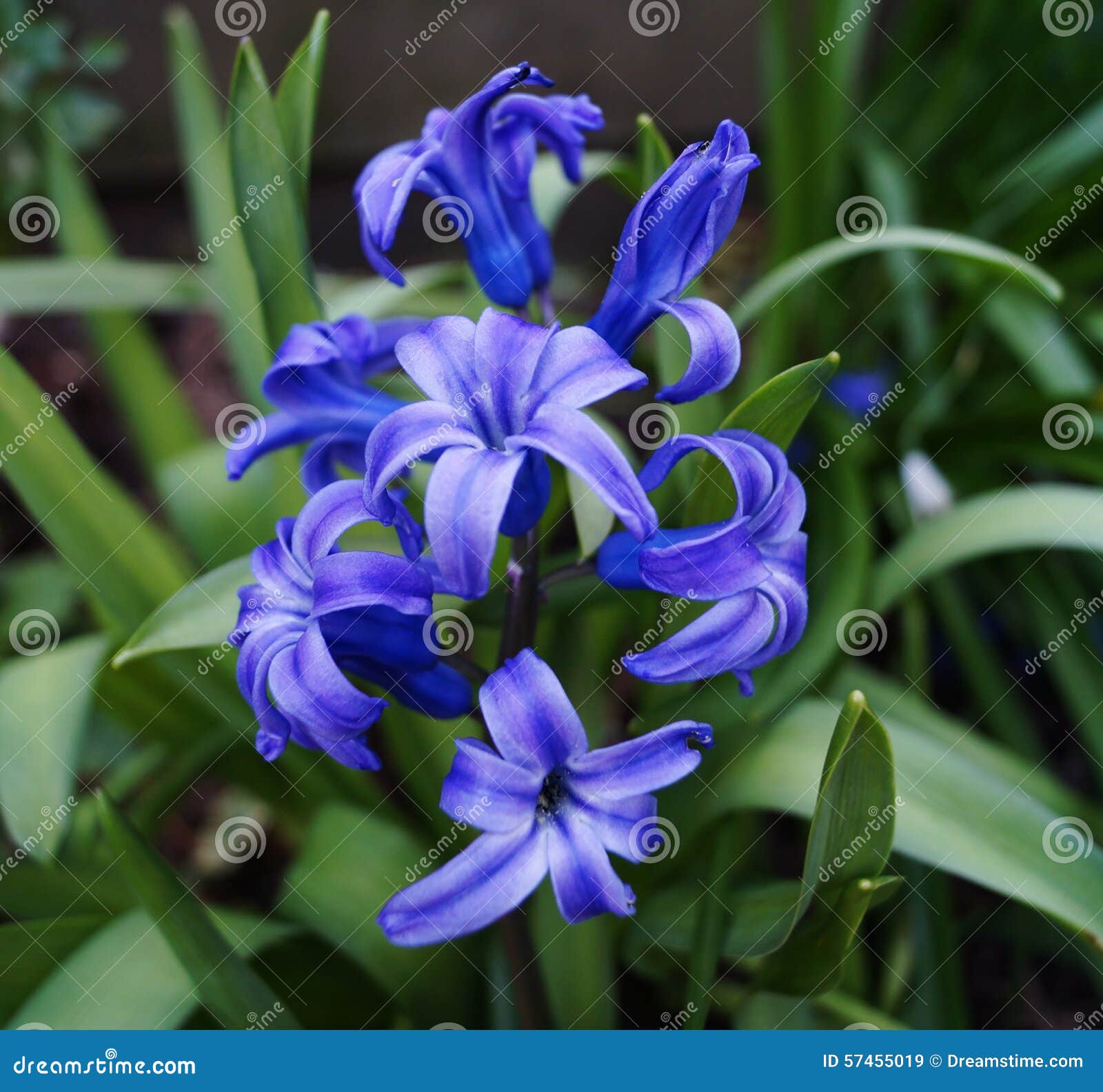 Flor azul del jacinto imagen de archivo. Imagen de verde - 57455019