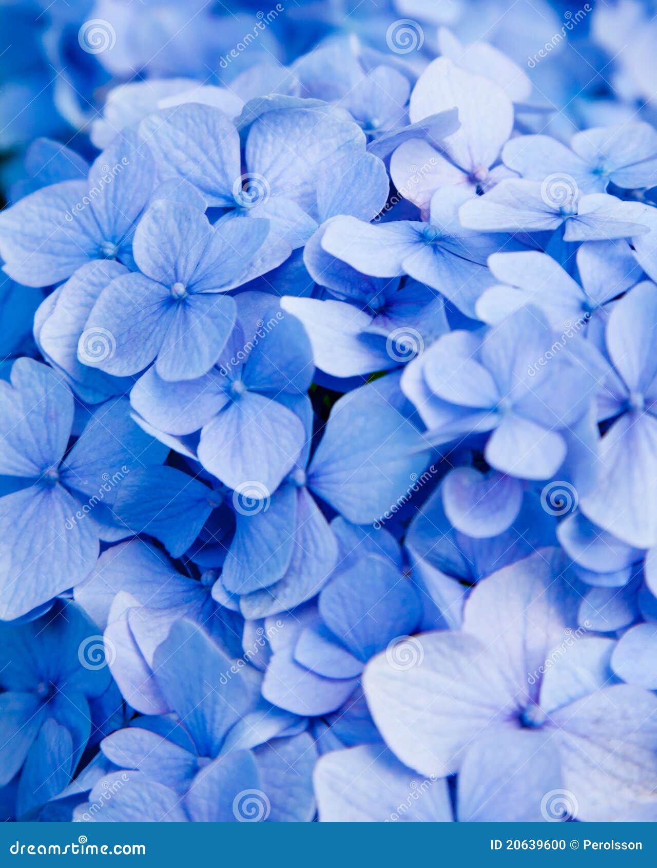 tea bolsas for hydrangeas