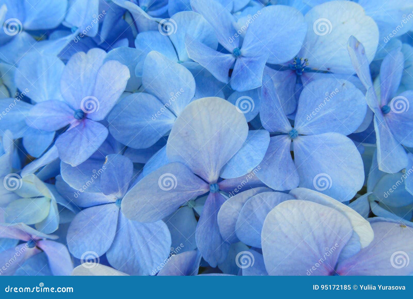 Flor azul natural imagen de archivo. Imagen de color - 95172185