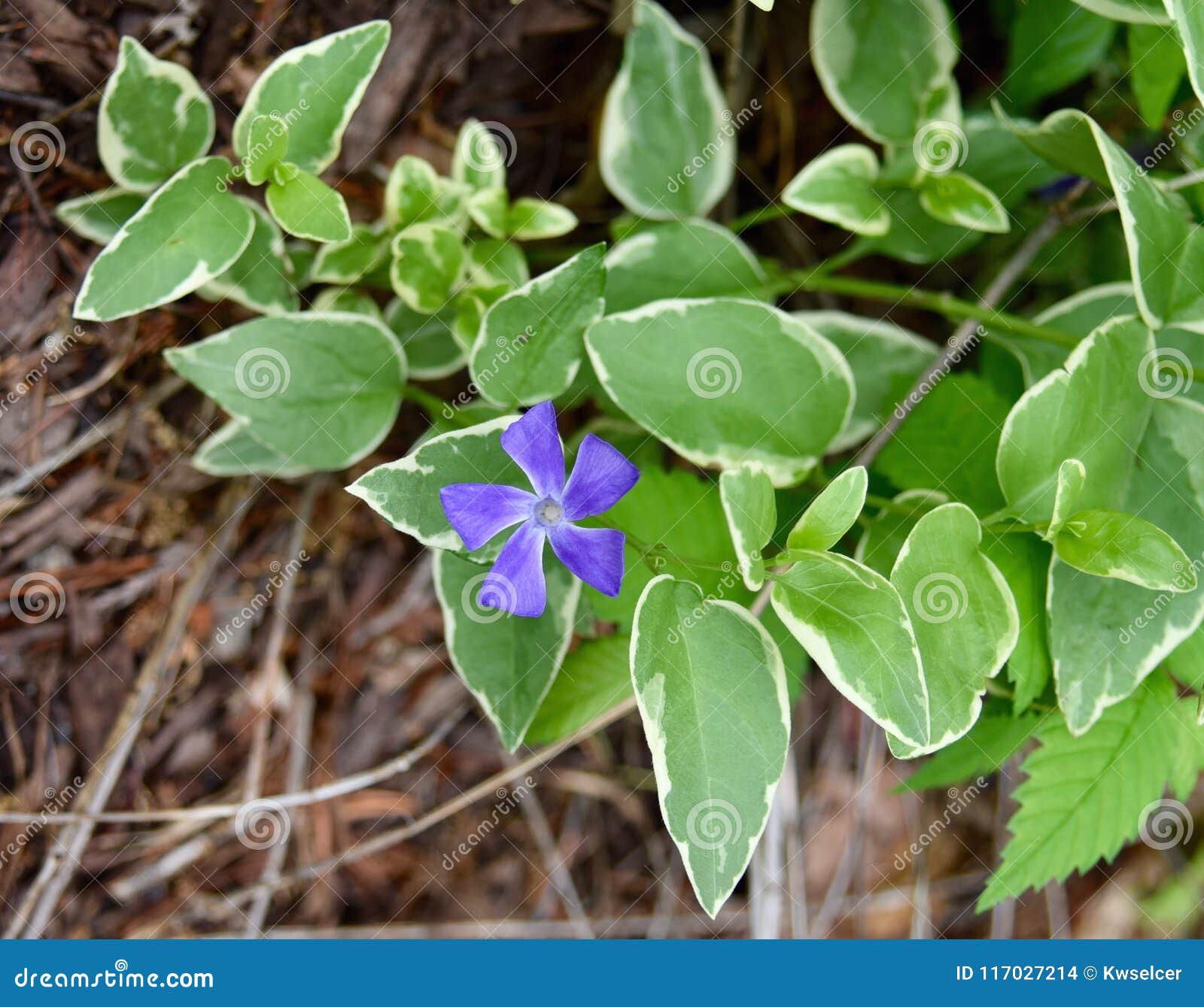 Flor Azul Y Hojas Verdes De Una Planta Del Bígaro En Un Jardín Foto de  archivo - Imagen de flor, flores: 117027214
