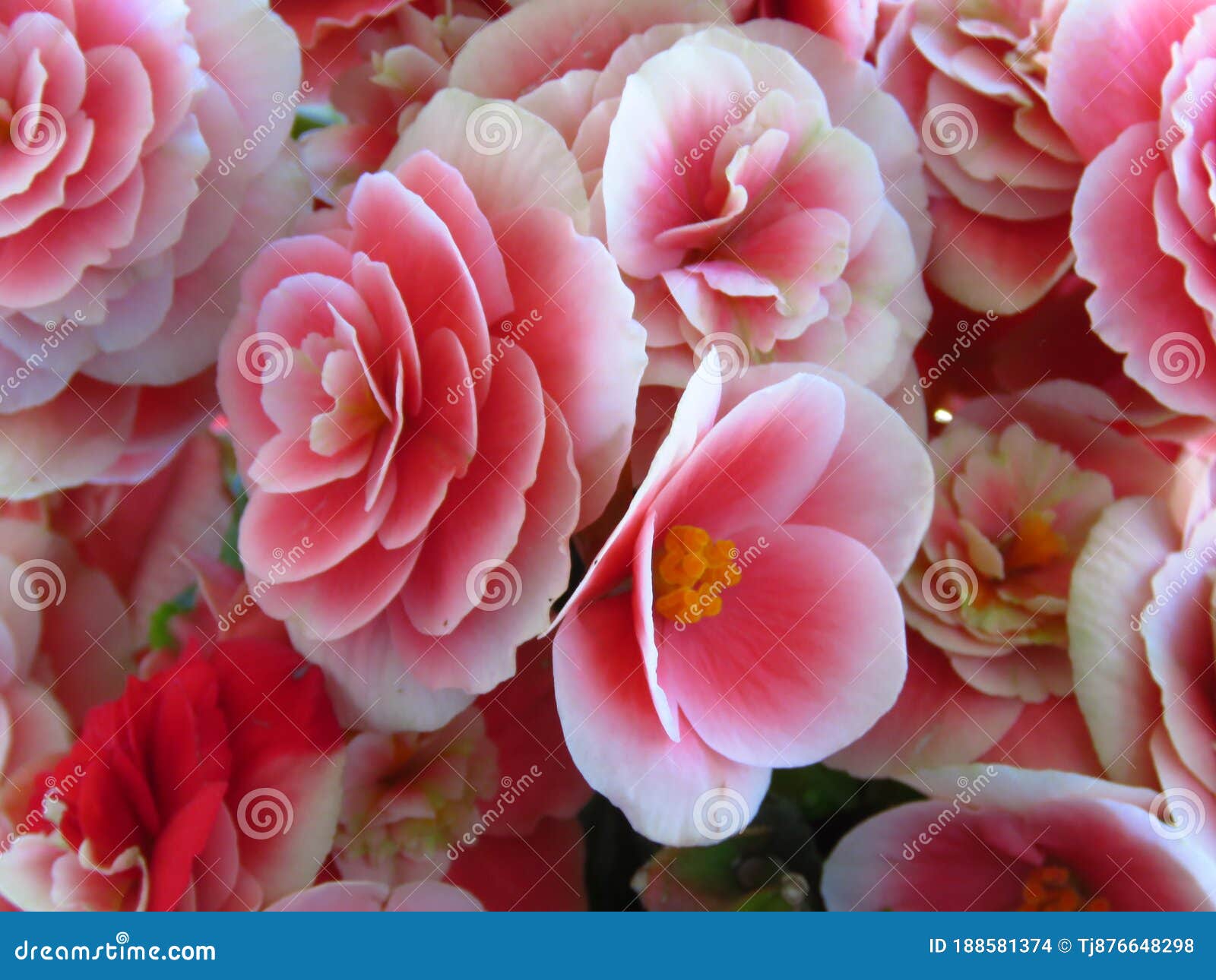 Flor Begonia Luminosa Flor Interior Rosa. Vista De Cierre Del Fondo De La  Floración. Foto de archivo - Imagen de rosa, begonia: 188581374