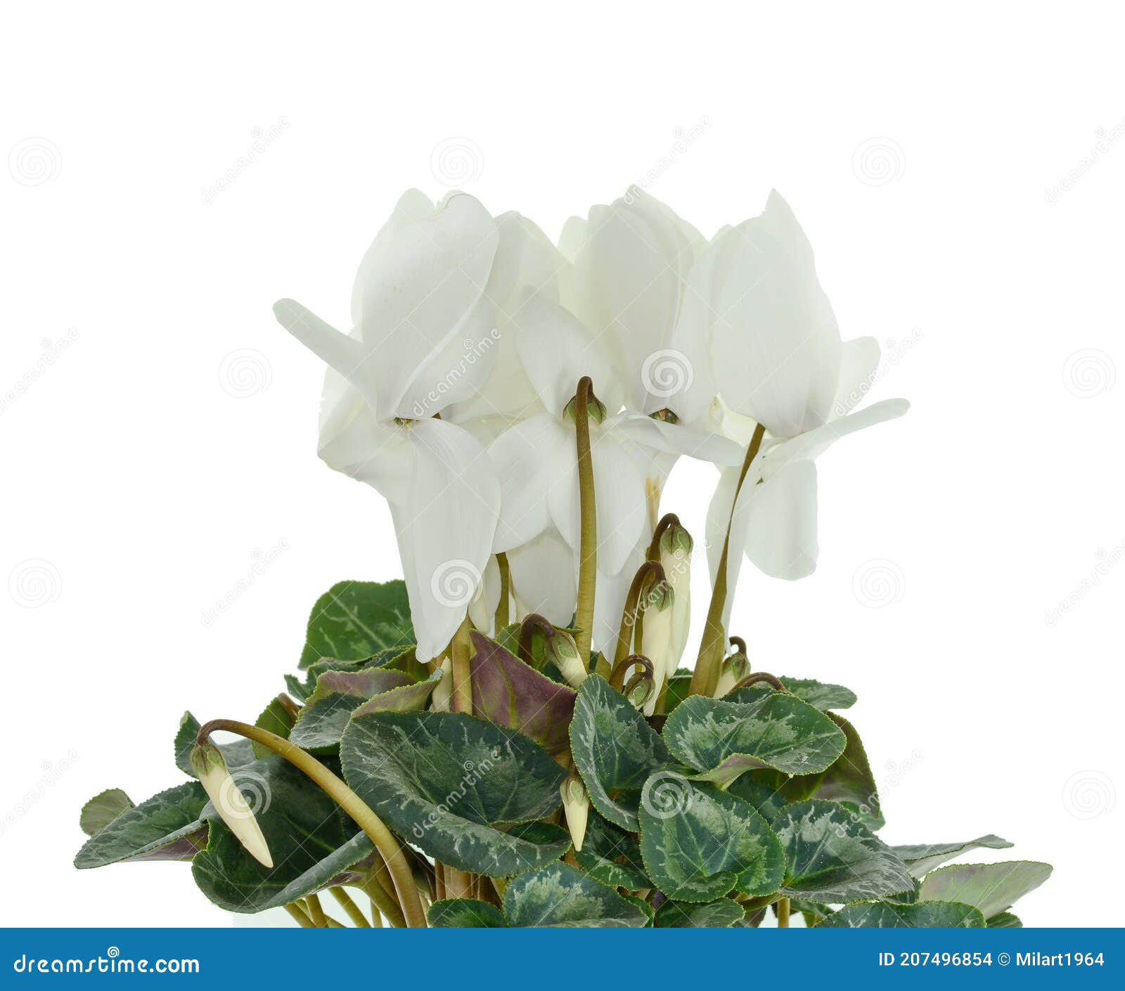 Flor Blanca De Ciclamen En Una Olla Aislada Foto de archivo - Imagen de  crecimiento, ciclamino: 207496854