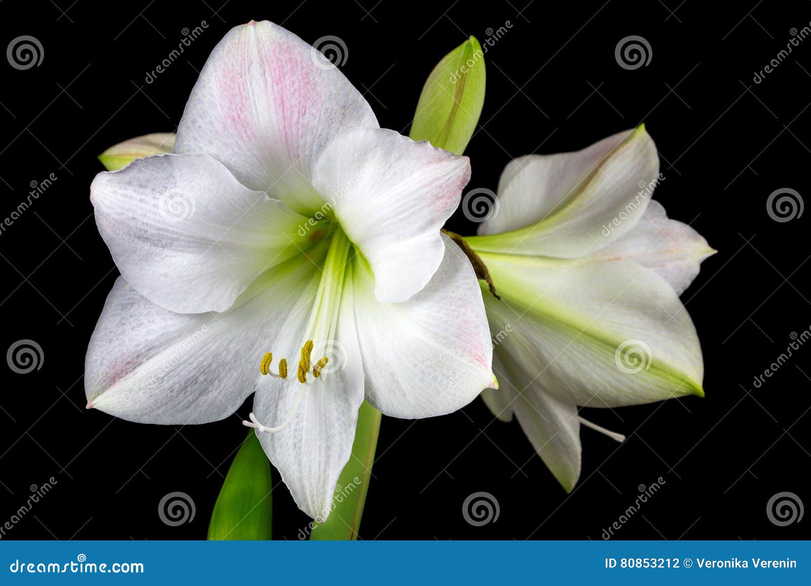 Flor blanca de la amarilis foto de archivo. Imagen de blanco - 80853212