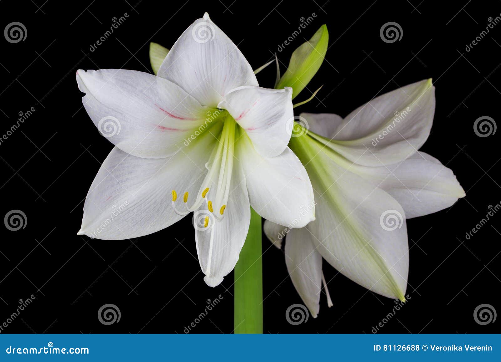 Flor blanca de la amarilis foto de archivo. Imagen de plantas - 81126688