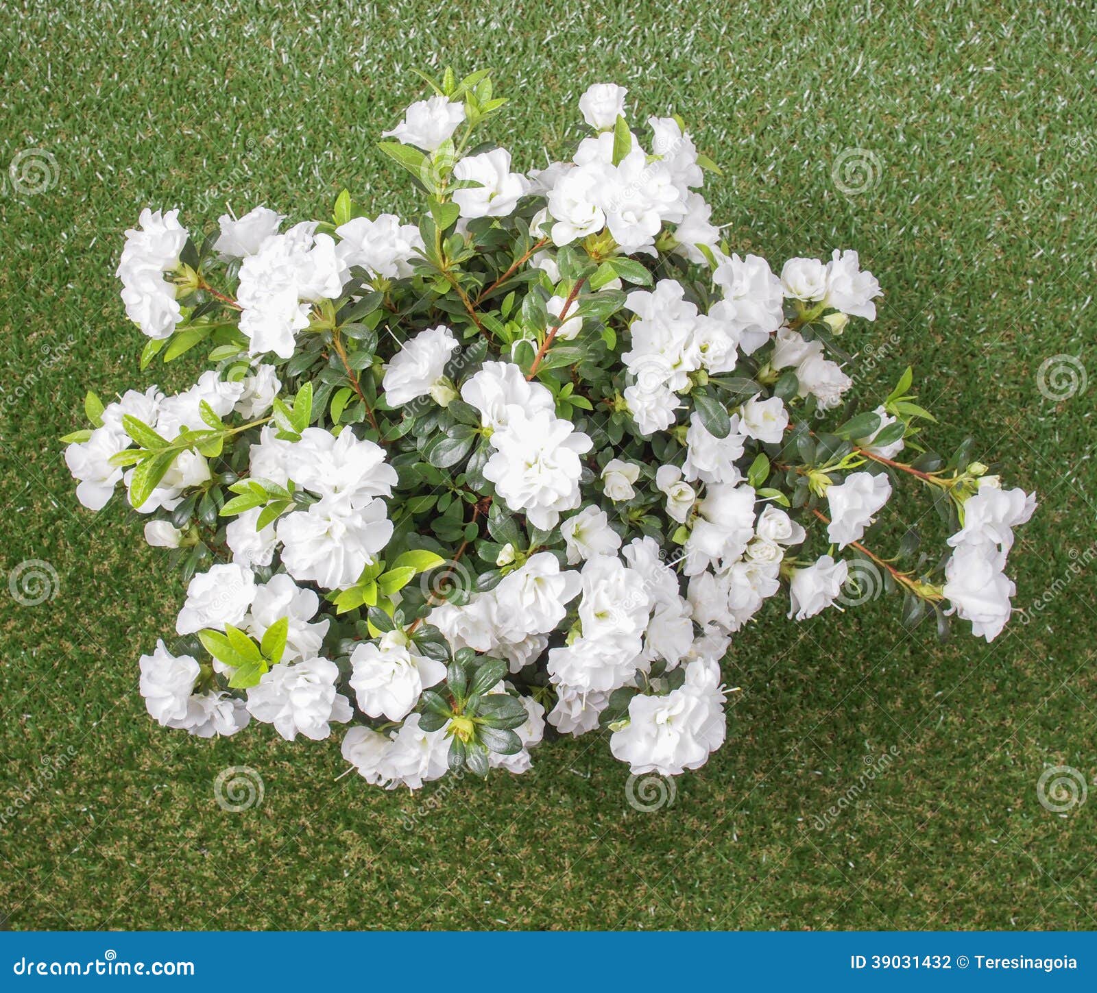 Flor blanca de la azalea foto de archivo. Imagen de flor - 39031432