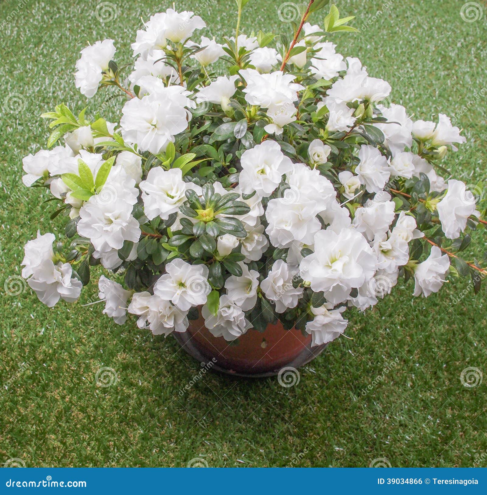 Flor blanca de la azalea foto de archivo. Imagen de cubo - 39034866