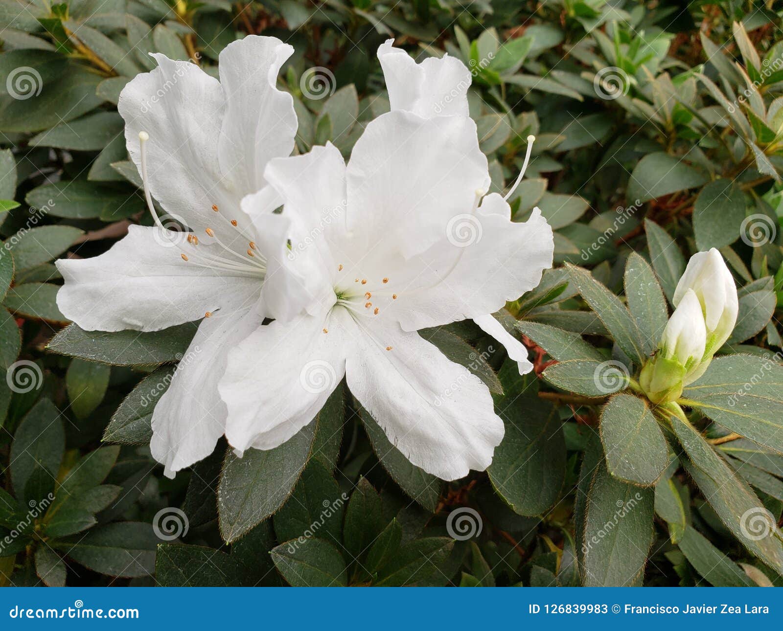 Flor Blanca De La Azalea En Un Jardín Imagen de archivo - Imagen de blanco,  colorido: 126839983