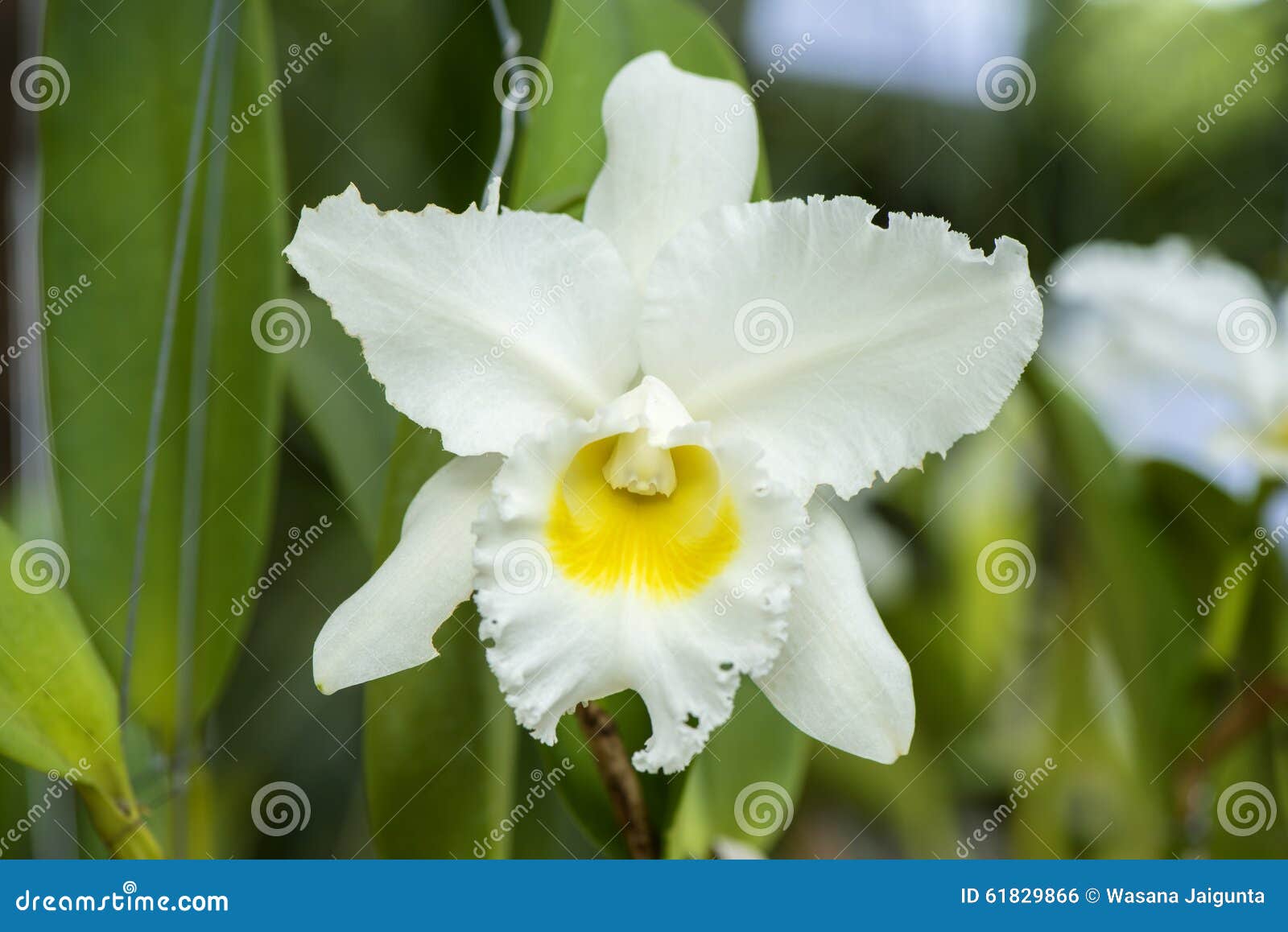 Flor Blanca De La Orquídea De Cattleya Foto de archivo - Imagen de pétalos,  flora: 61829866