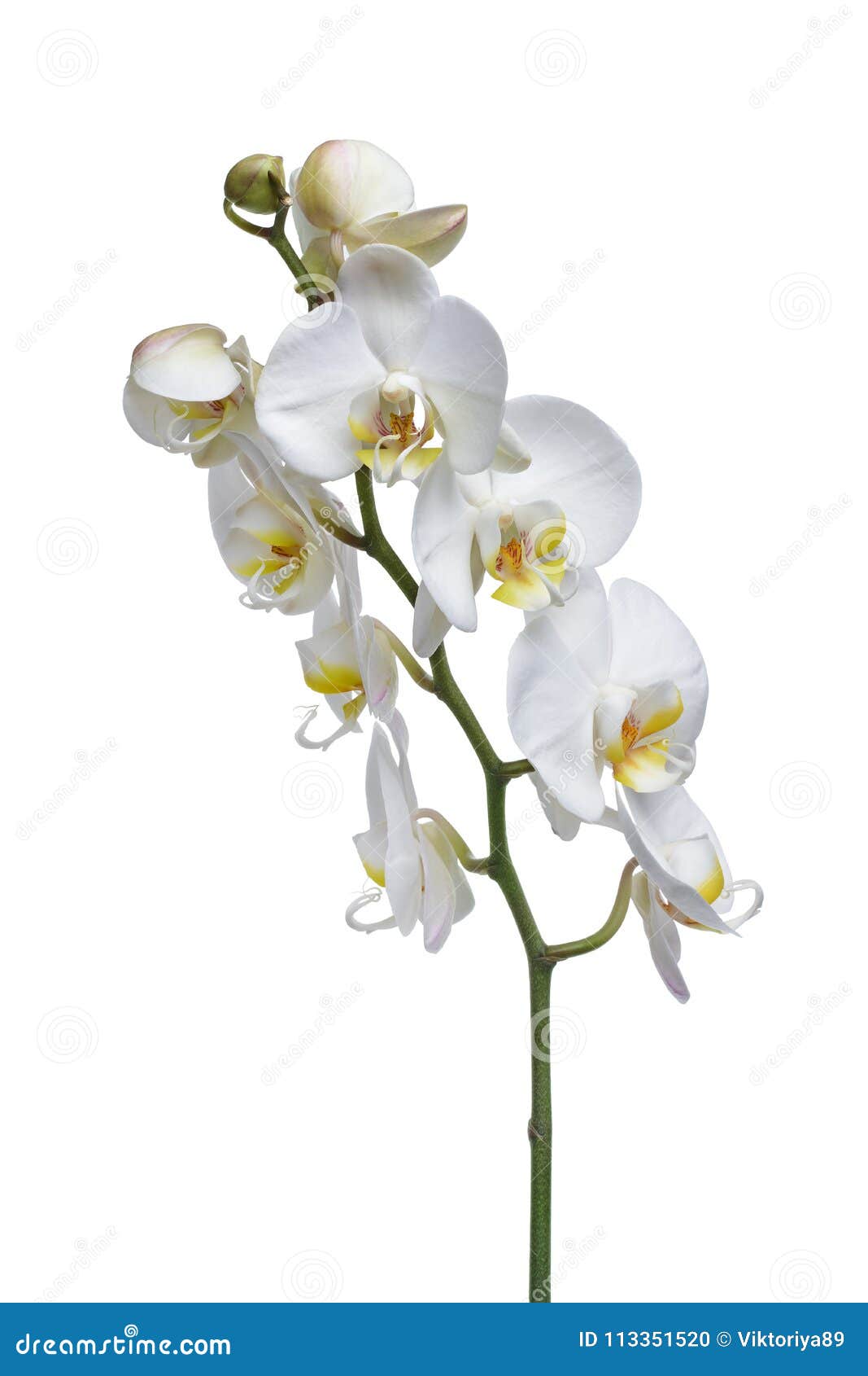 Flor Blanca De La Orquídea De La Planta Interior Foto de archivo - Imagen  de aniversario, regalo: 113351520