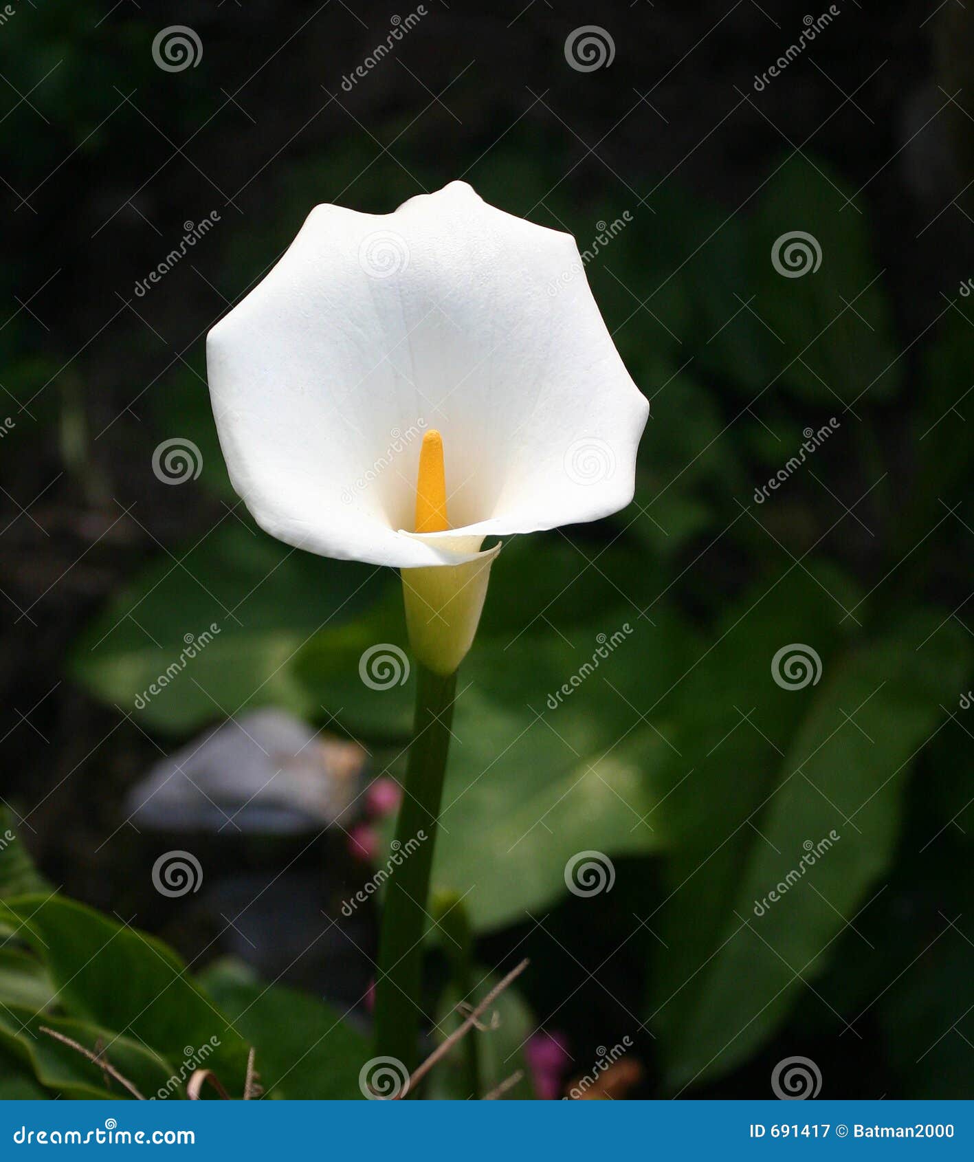 Flor blanca de las calas imagen de archivo. Imagen de crecimiento - 691417