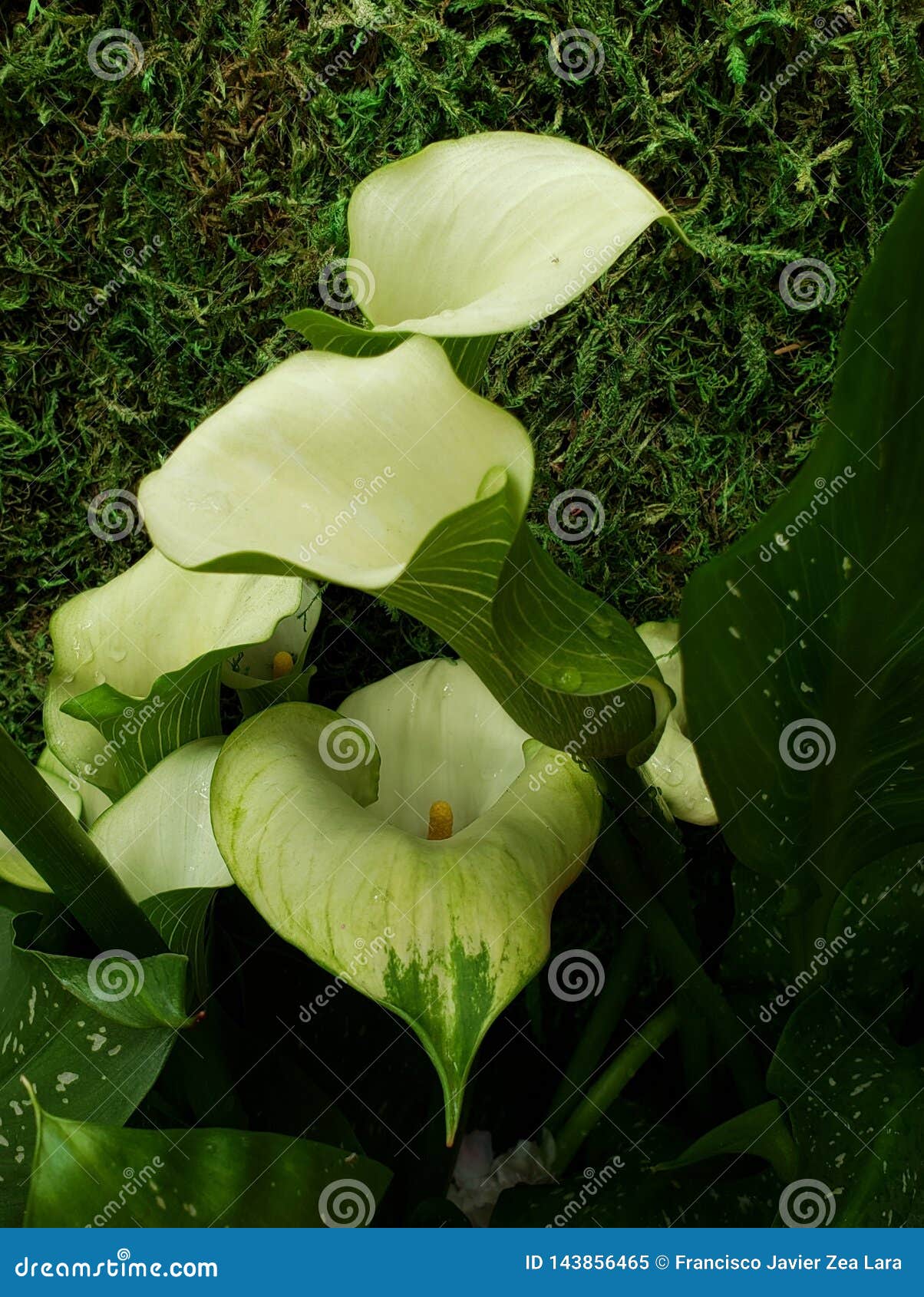 Flor Blanca Del Alcatraz Con Verde En Un Jardín Botánico En Estación De  Primavera Imagen de archivo - Imagen de travieso, cala: 143856465