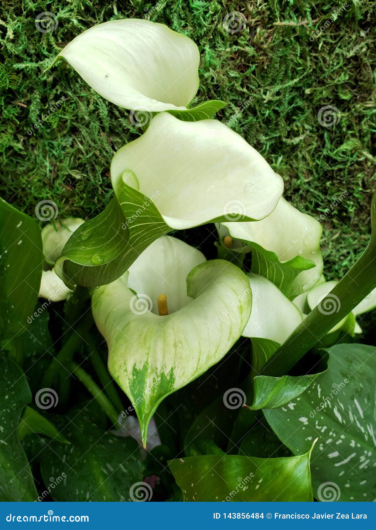 Flor Blanca Del Alcatraz Con Verde En Un Jardín Botánico En Estación De  Primavera Foto de archivo - Imagen de vida, decorativo: 143856484