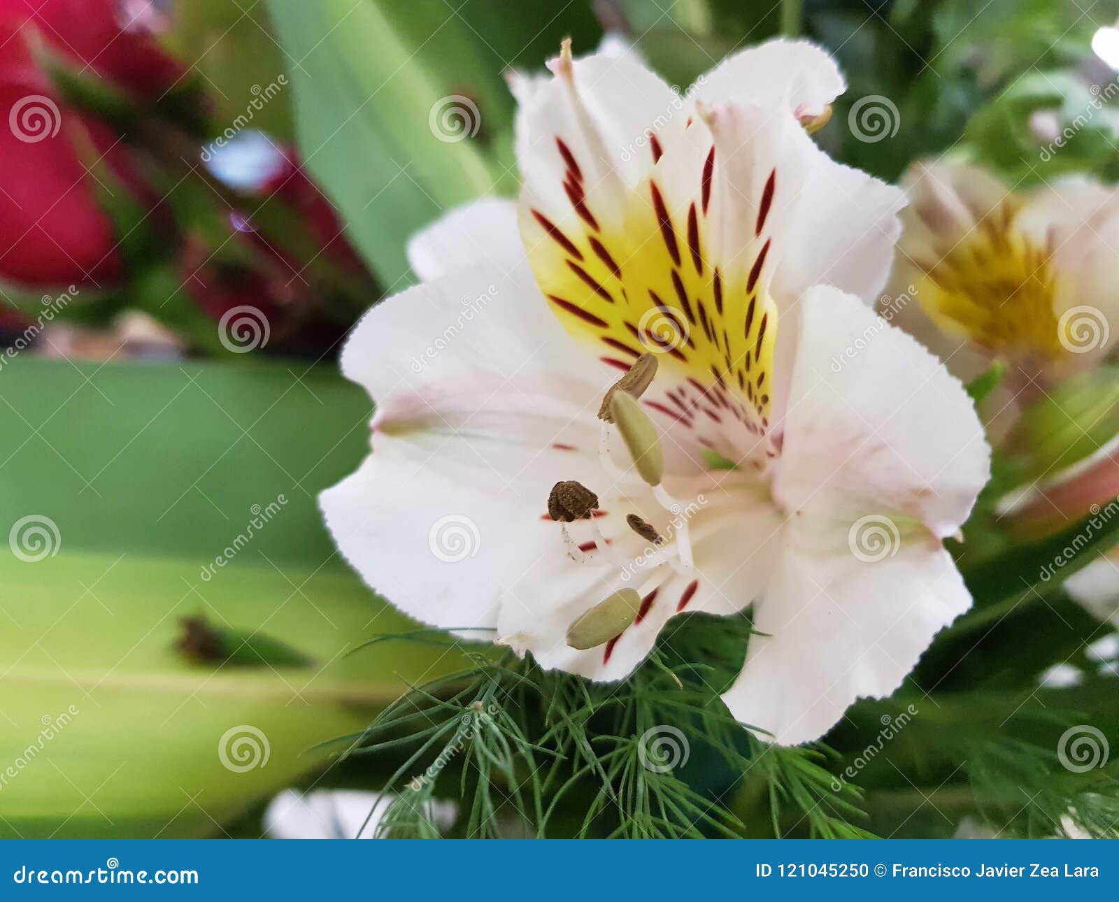 Flor Blanca Del Astromelia En Un Arreglo Floral Foto de archivo - Imagen de  floral, blanco: 121045250