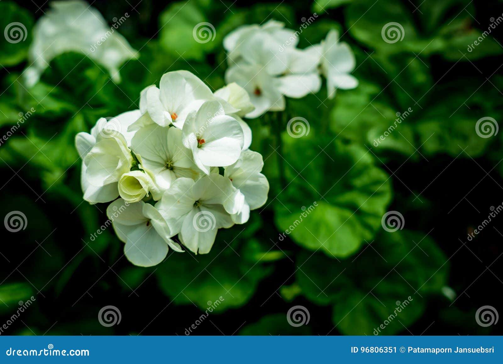 Flor blanca del geranio imagen de archivo. Imagen de primer 96806351