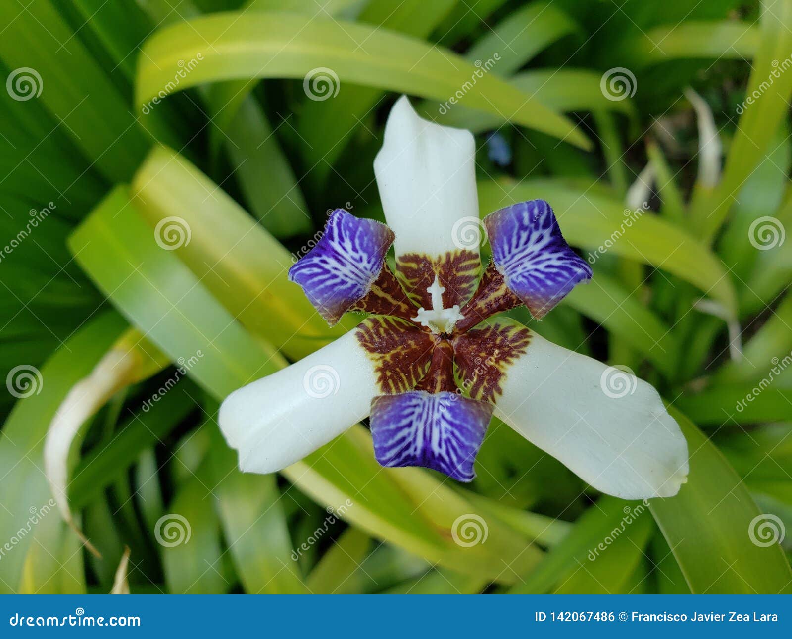 Flor Blanca Del Iris Con Púrpura En Un Jardín Foto de archivo - Imagen de florecimiento, intenso: 142067486 Flor Blanca Del Iris Con Púrpura En Un Jardín Foto de archivo - Imagen de florecimiento, intenso: 142067486