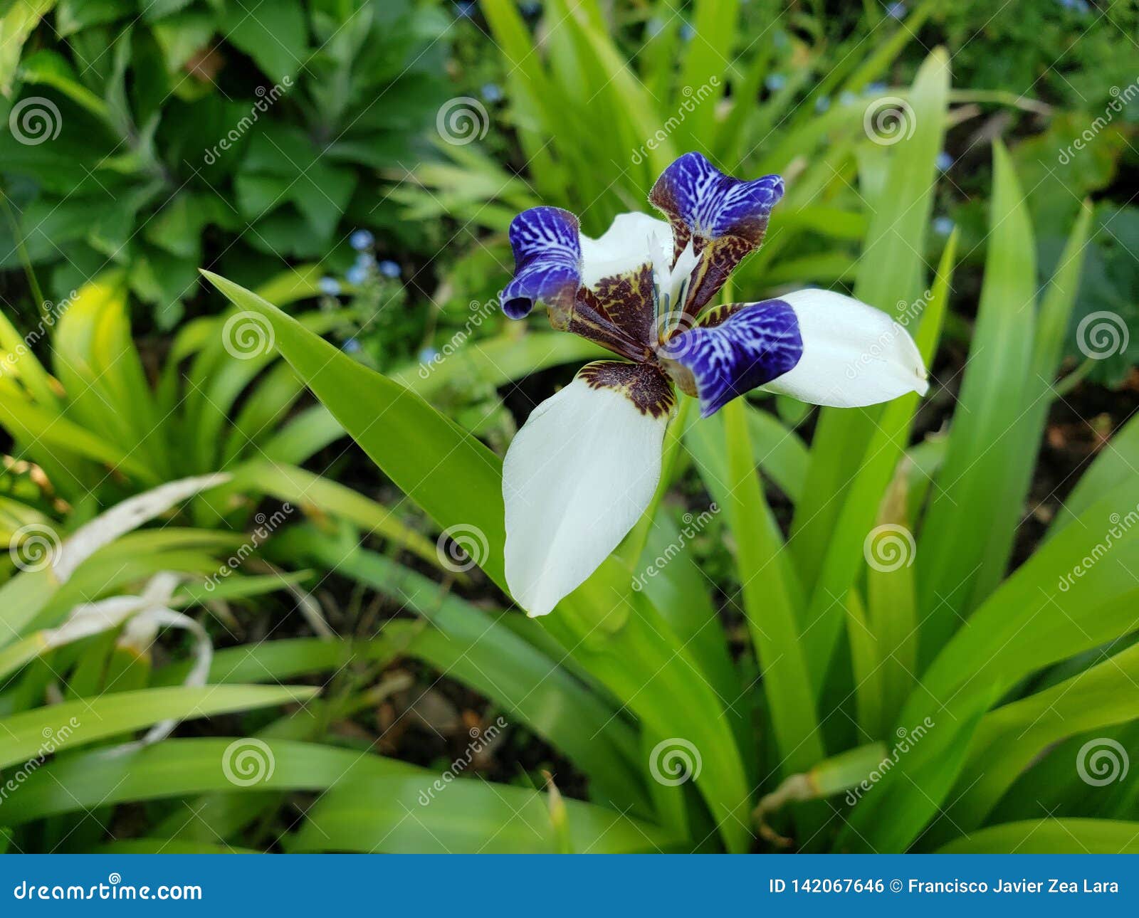 Flor Blanca Del Iris Con Púrpura En Un Jardín Foto de archivo - Imagen de cubo, travieso: 142067646 Flor Blanca Del Iris Con Púrpura En Un Jardín Foto de archivo - Imagen de cubo, travieso: 142067646