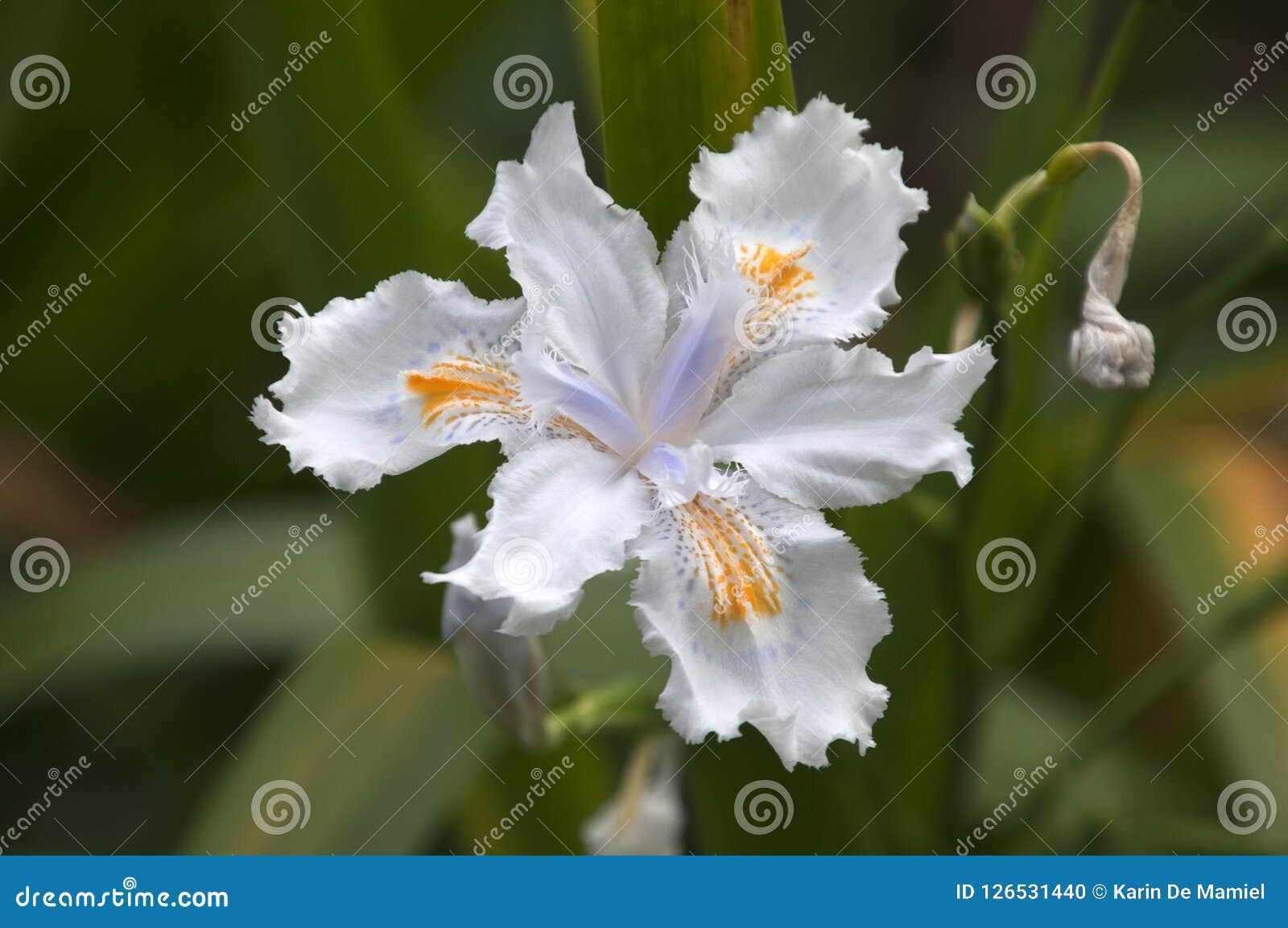 Flor Blanca Del Iris En La Floración Foto de archivo - Imagen de flor, delicado: 126531440 Flor Blanca Del Iris En La Floración Foto de archivo - Imagen de flor, delicado: 126531440