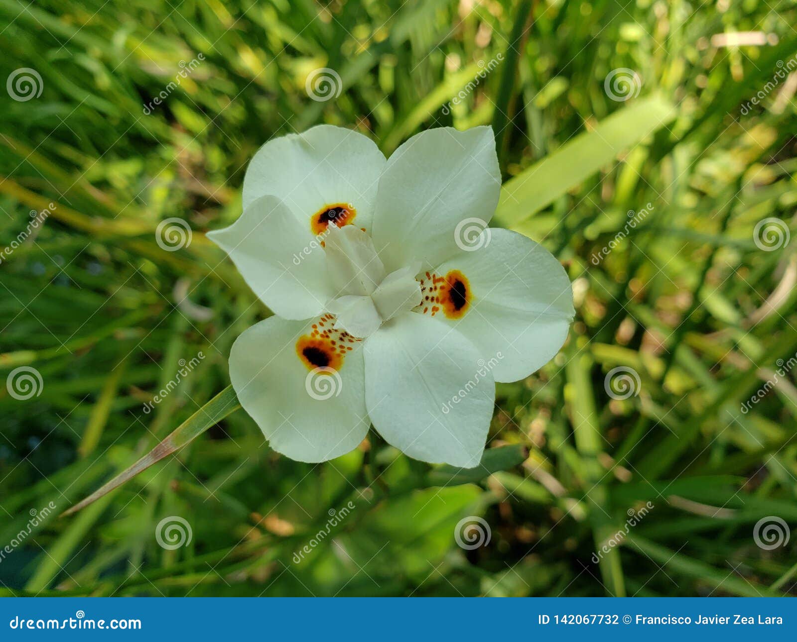 Flor Blanca Del Iris En Un Jardín Foto de archivo - Imagen de diafragma,  blanco: 142067732