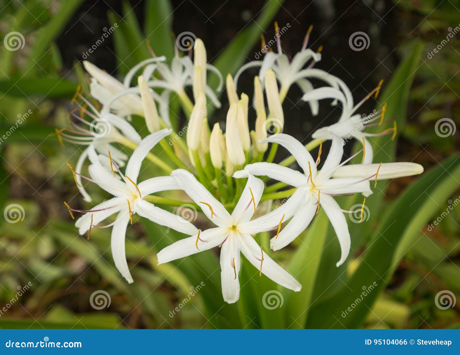 Flor Blanca Del Lirio De La Araña En Sombra De Un árbol Foto de archivo - Imagen de wildflower, flor: 95104066 Flor Blanca Del Lirio De La Araña En Sombra De Un árbol Foto de archivo - Imagen de wildflower, flor: 95104066