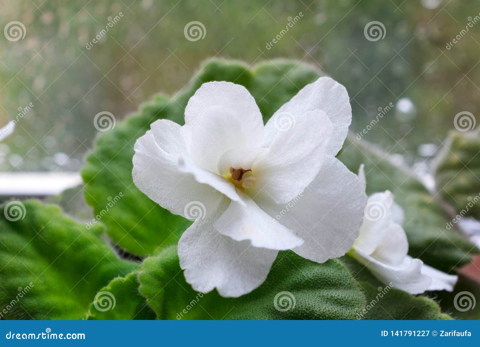 Flor Blanca Del Saintpaulia Del Houseplant, Violeta Africana, En La  Floración Imagen de archivo - Imagen de houseplant, planta: 141791227